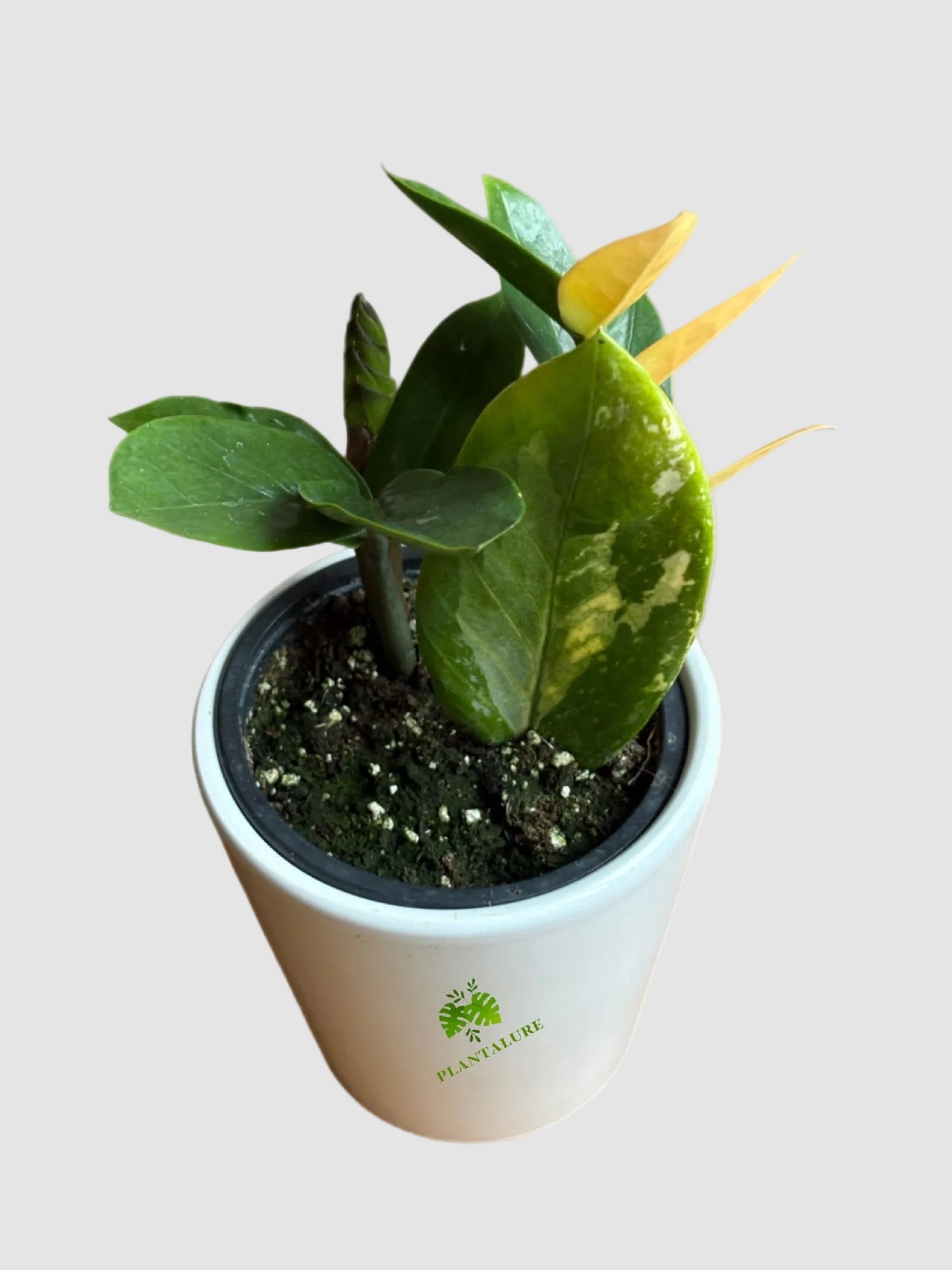 シァルプランツ ZZ Plants - Low-Light & Easy-Care Houseplants | Plantalure