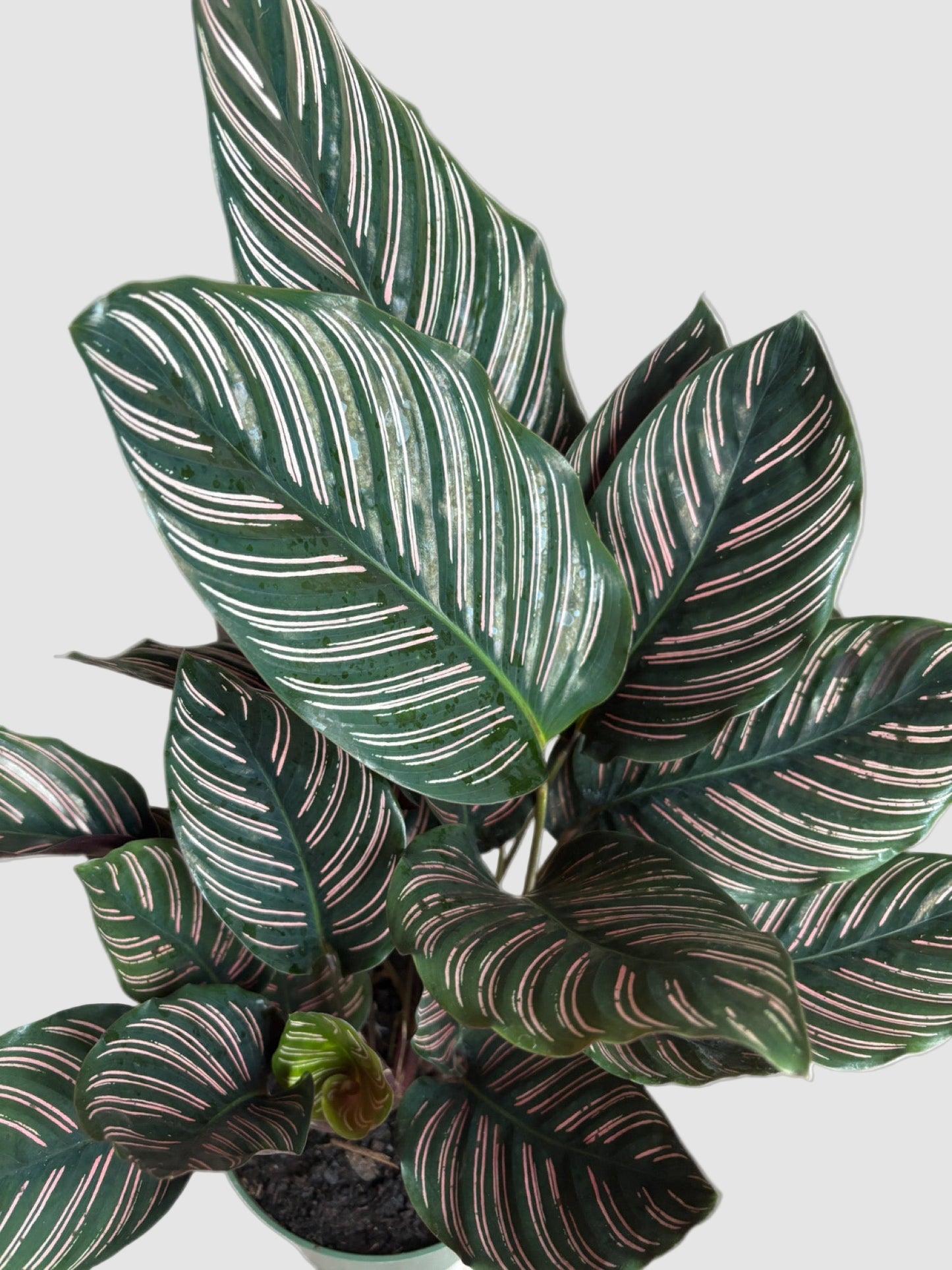 Calathea Ornata