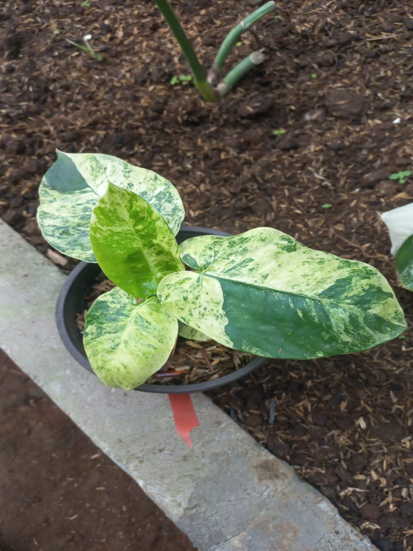 Homalomena Salaka Variegated with glossy green leaves and cream-white marbled variegation growing indoors
