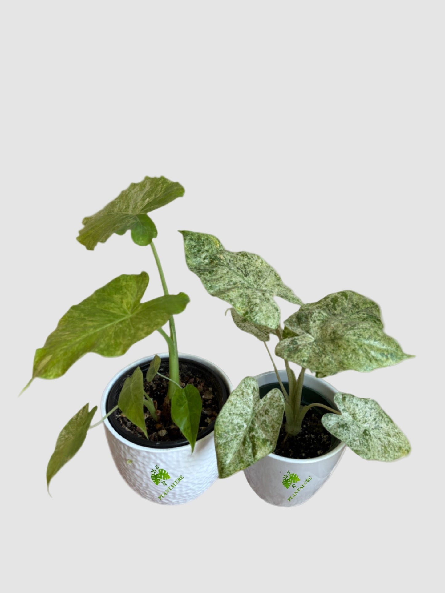 Collector’s Variegated Alocasia Duo: Odora & Camouflage