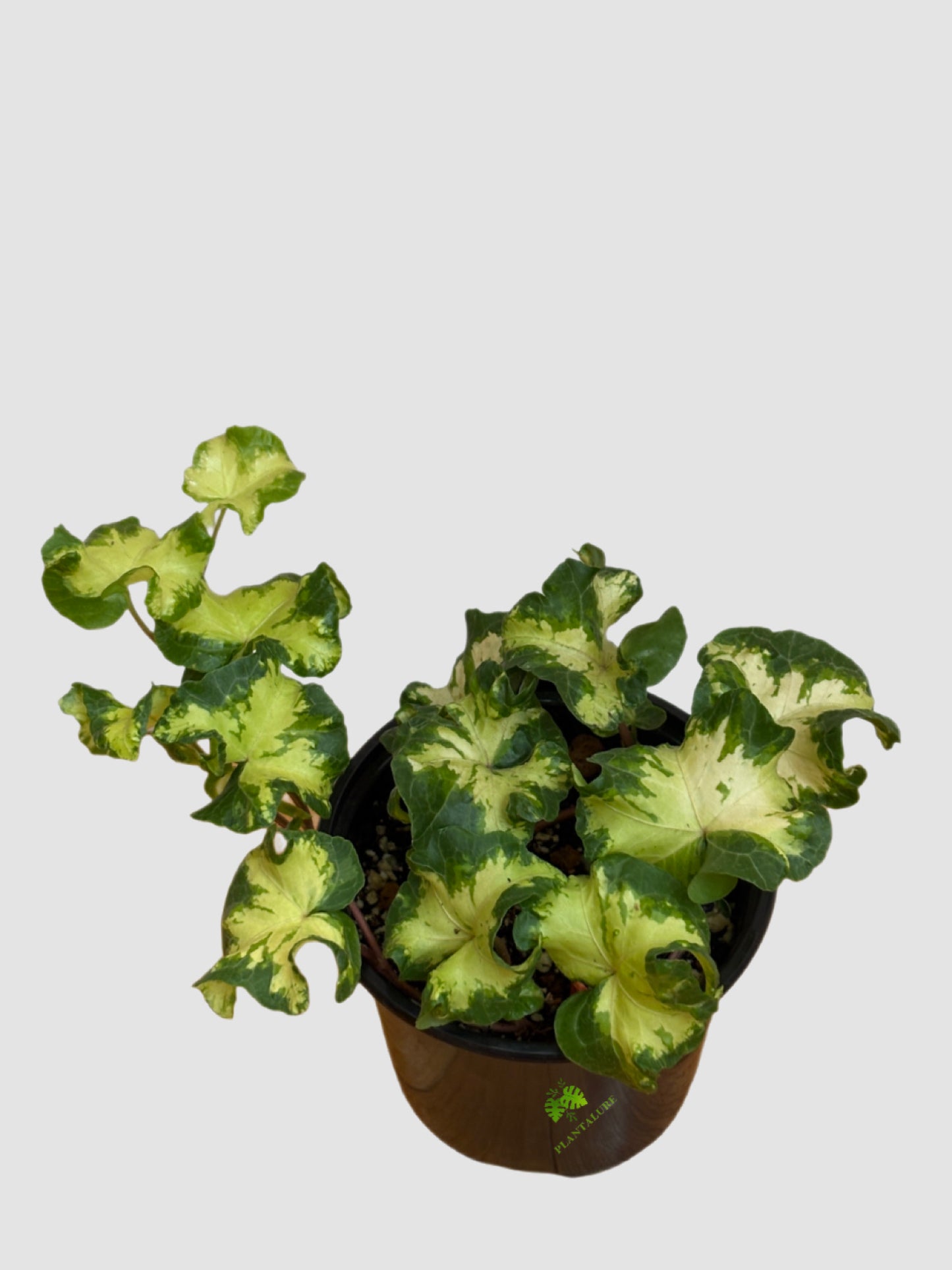 Hedera helix 'Moonlight' Curly Variegated Ivy