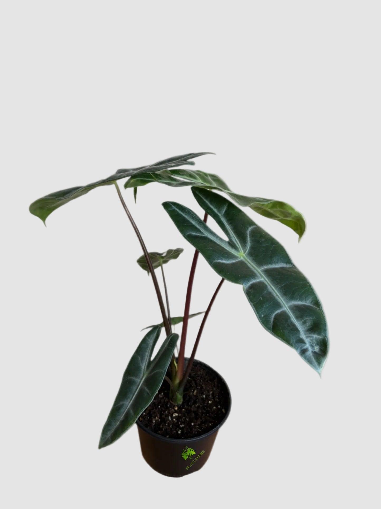 Alocasia Longiloba – Rare Tropical Indoor Plant