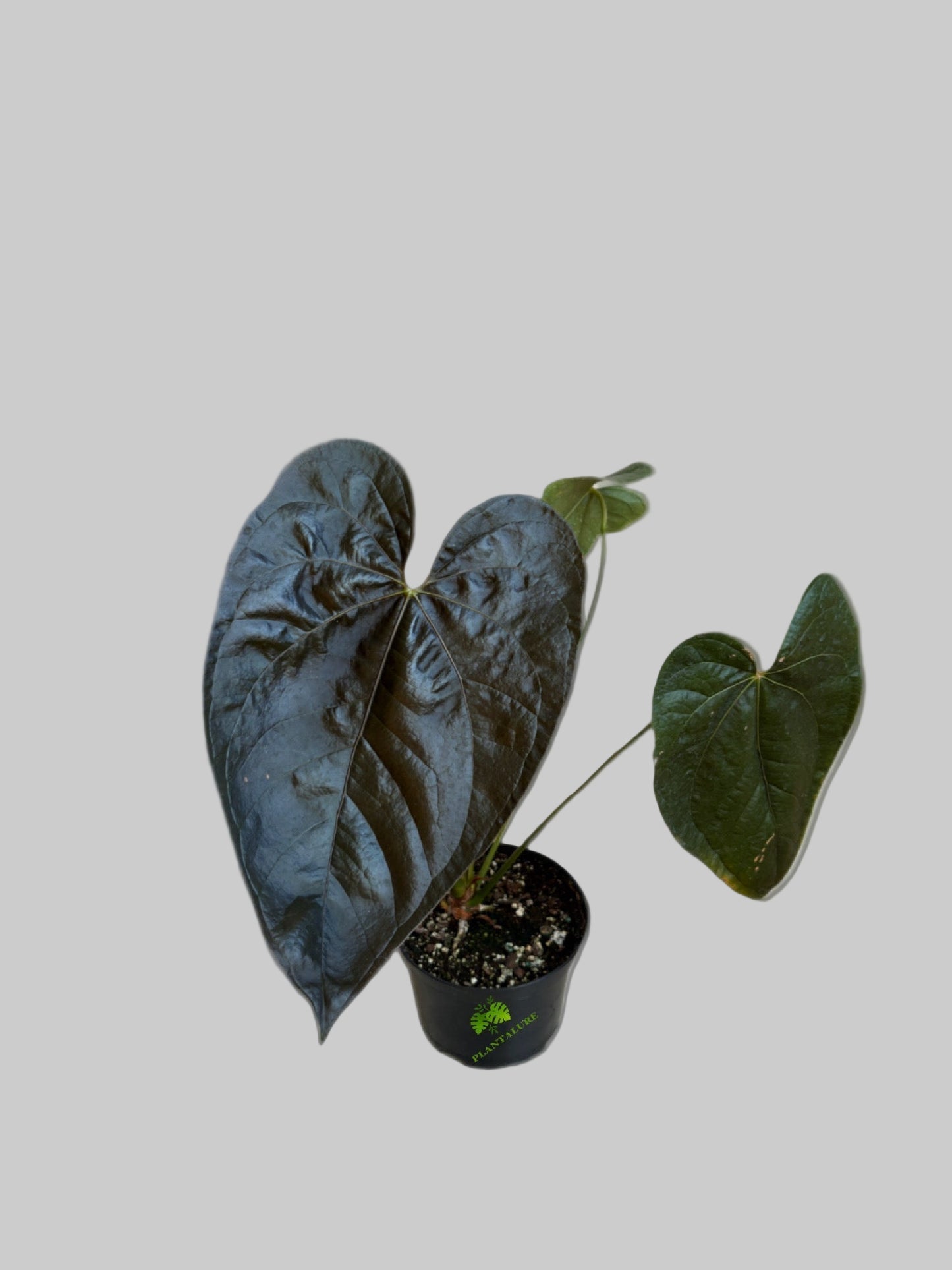 Anthurium Queen of Hearts