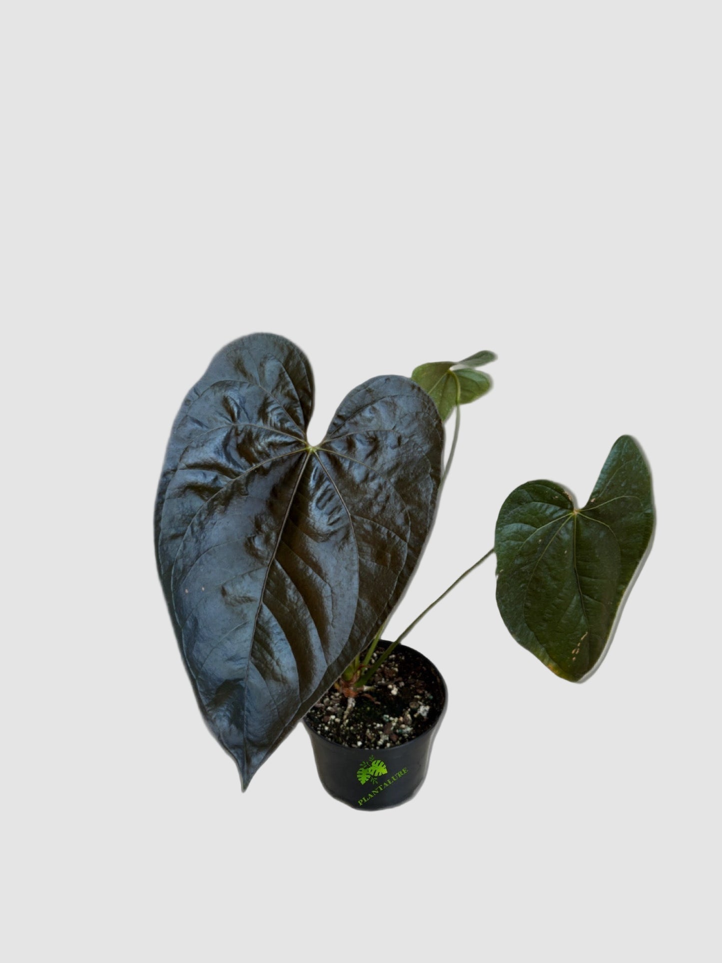 Anthurium Queen of Hearts – Rare Collector Anthurium
