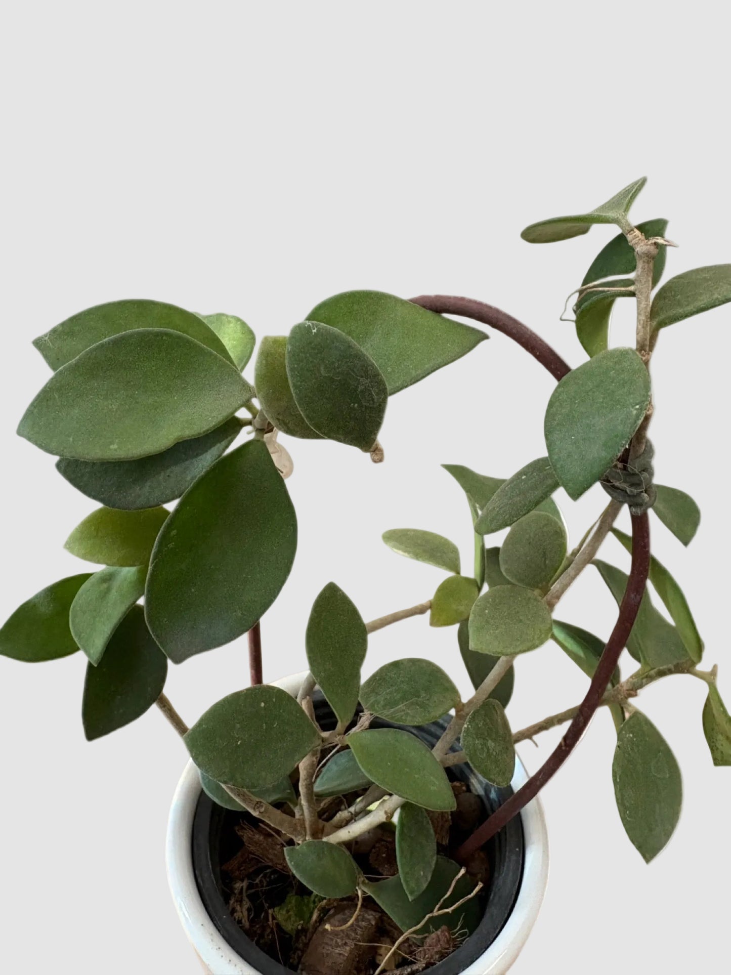 Hoya Nummularioides – close-up of fuzzy leaves and delicate texture, grown in Canada by Plantalure