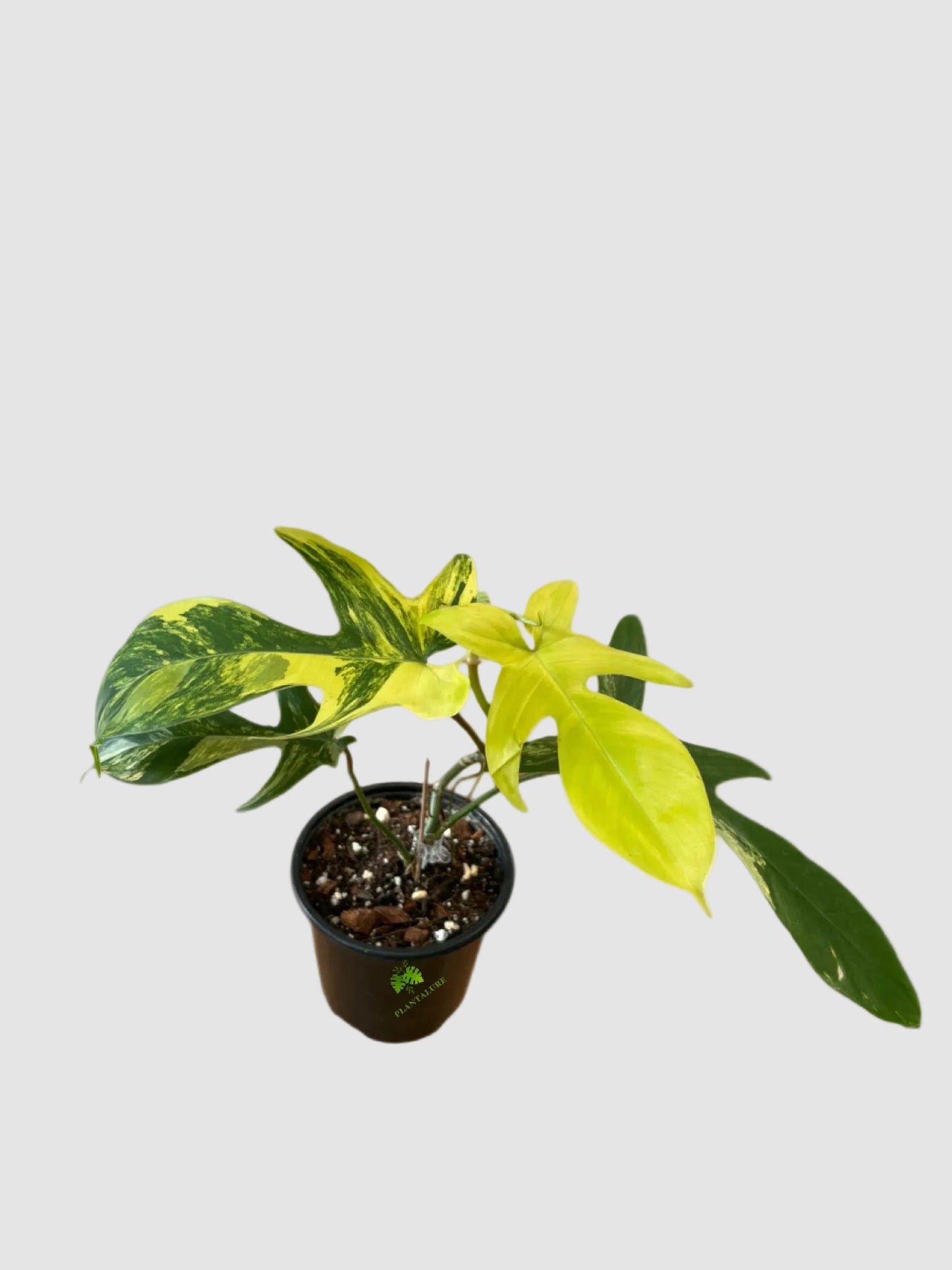 Philodendron Florida Beauty Variegata