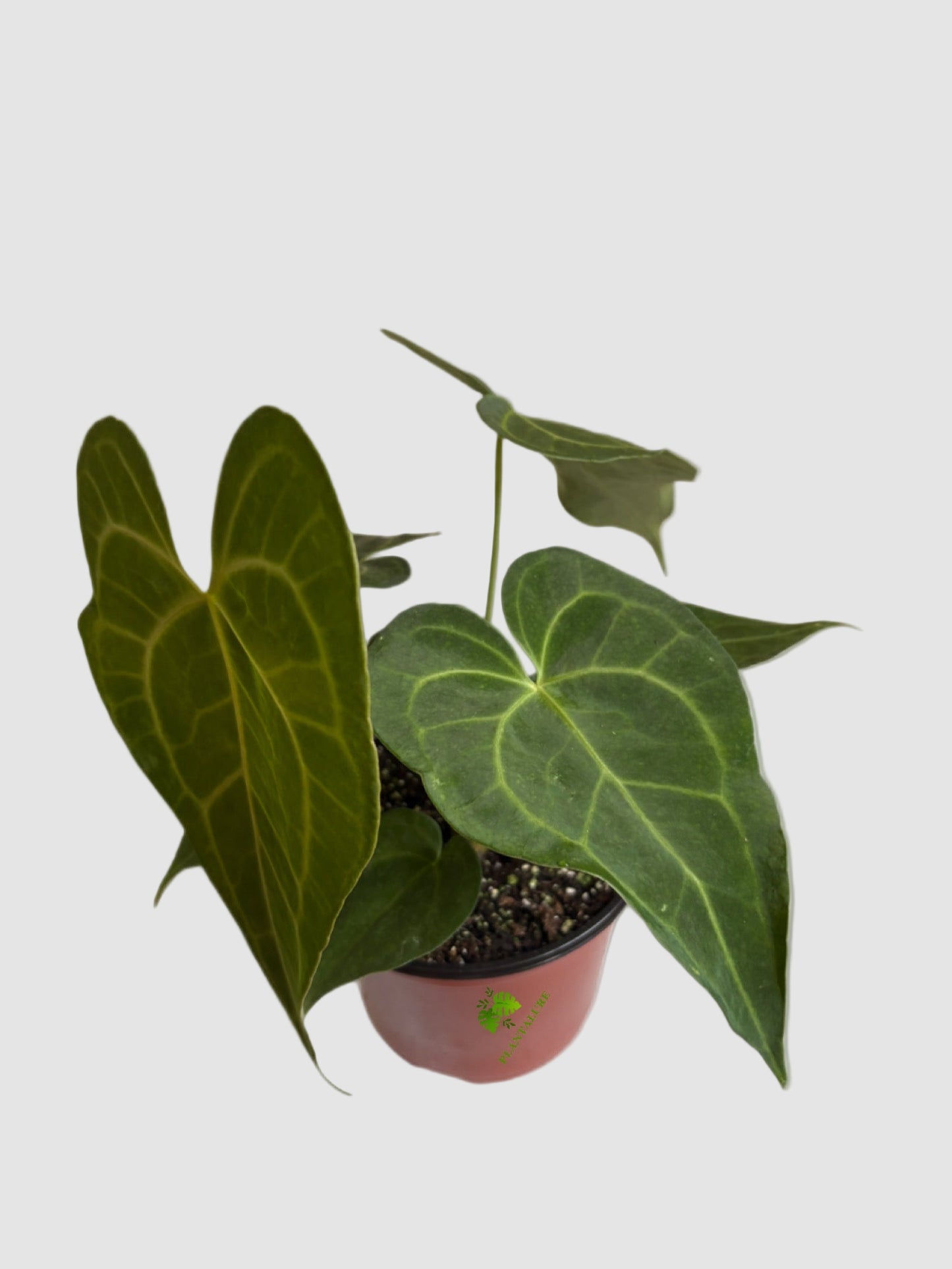 Anthurium Clarinervium – Rare Velvet Indoor Plant