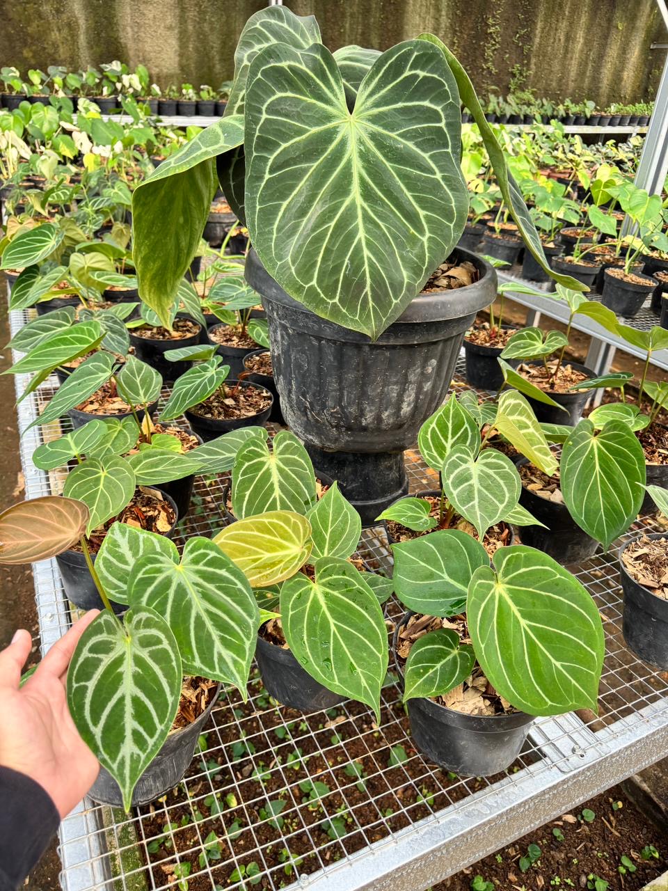 Anthurium King of Spades HU