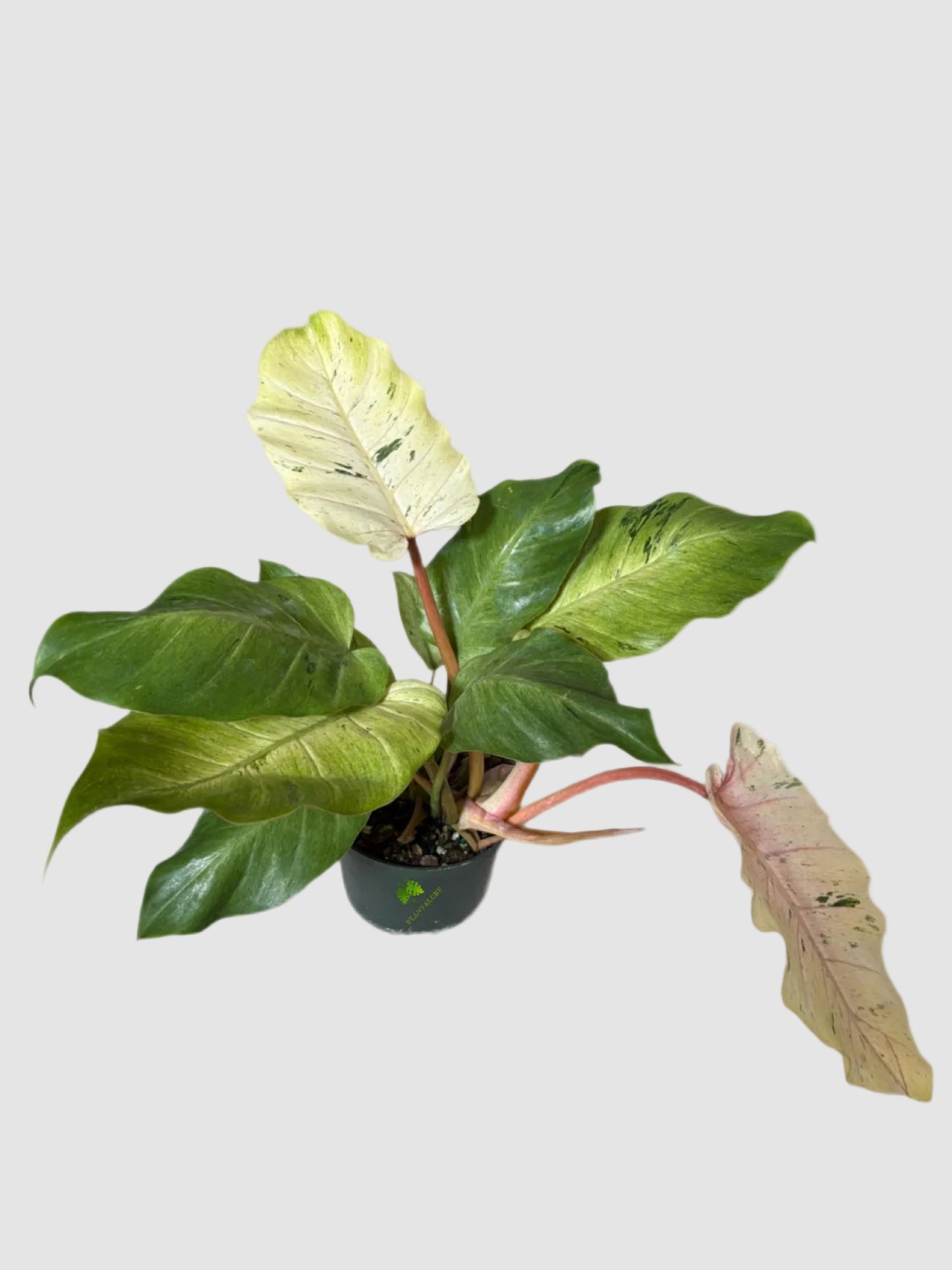 Philodendron Snowdrift