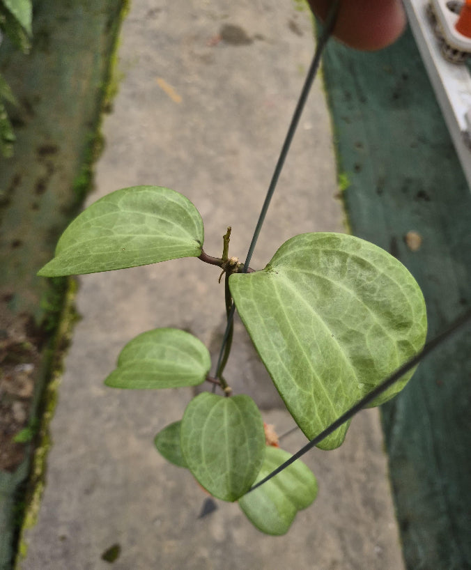 Hoya Latifolia Silver Flecks