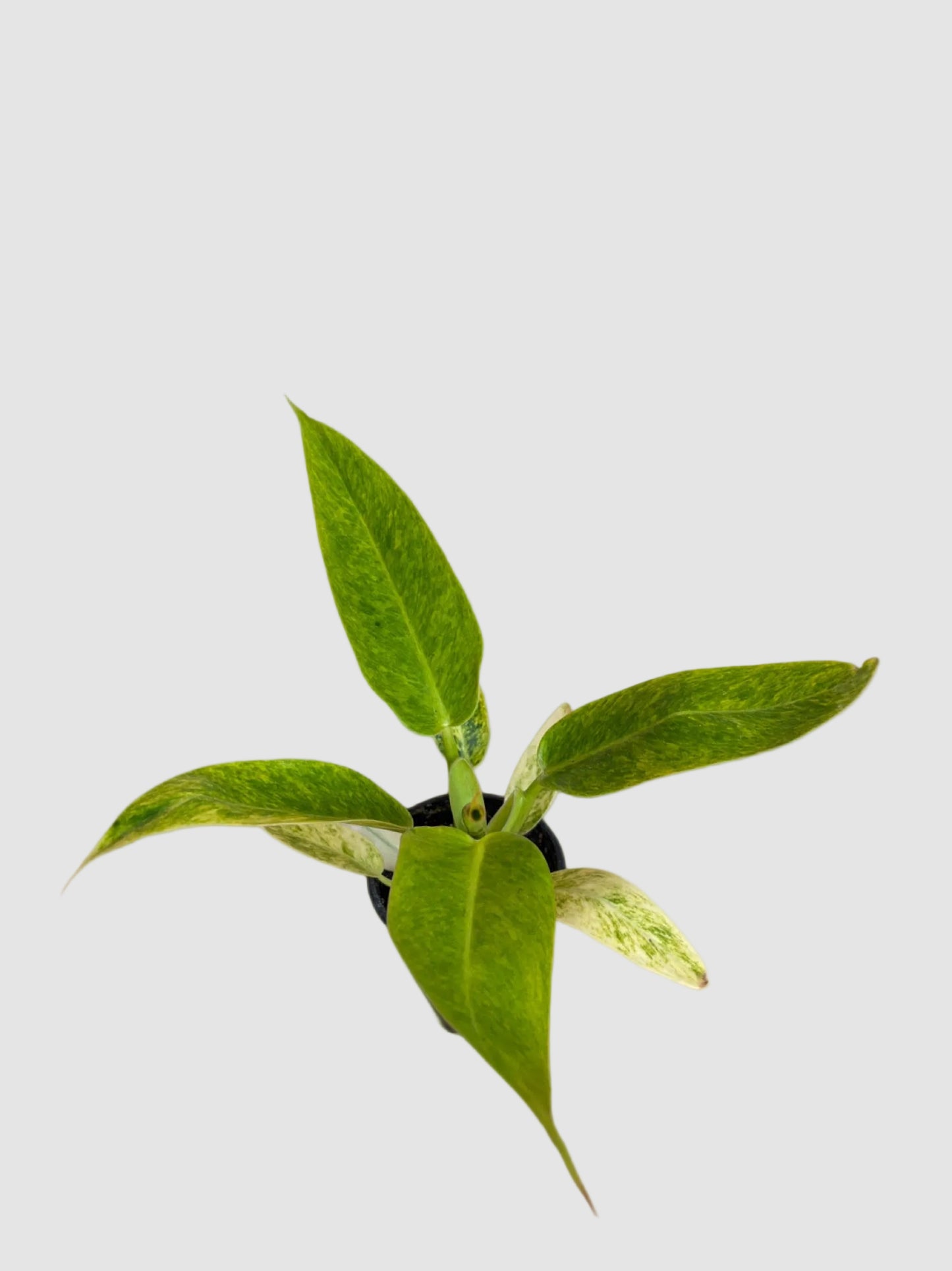 Philodendron Calkins Gold