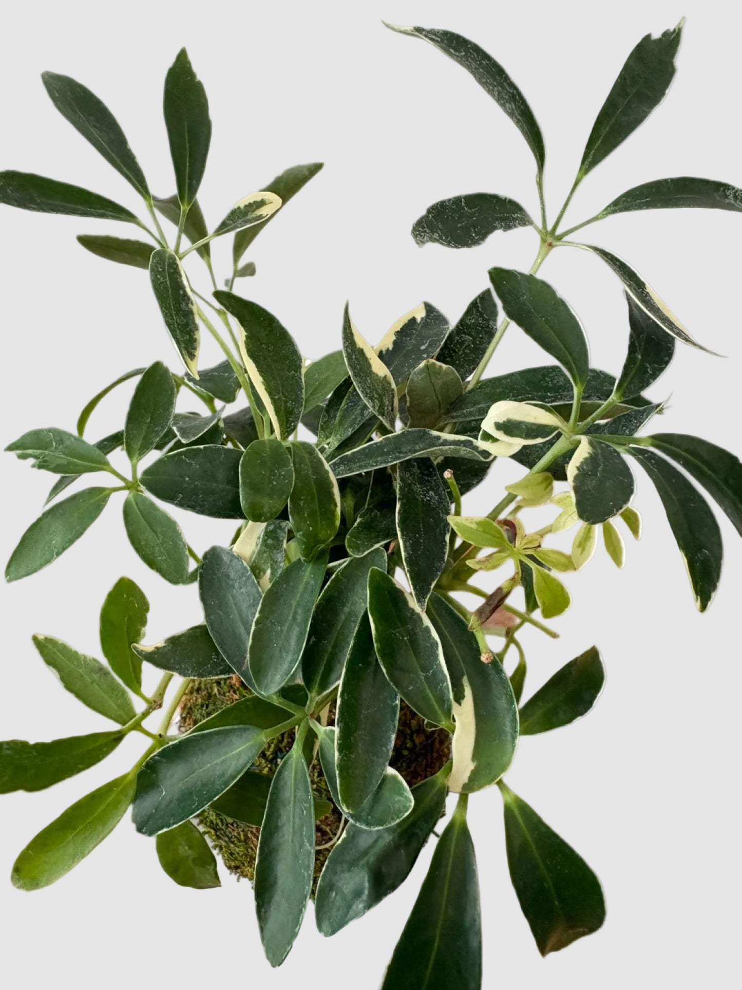 Schefflera Variegated Kokedama