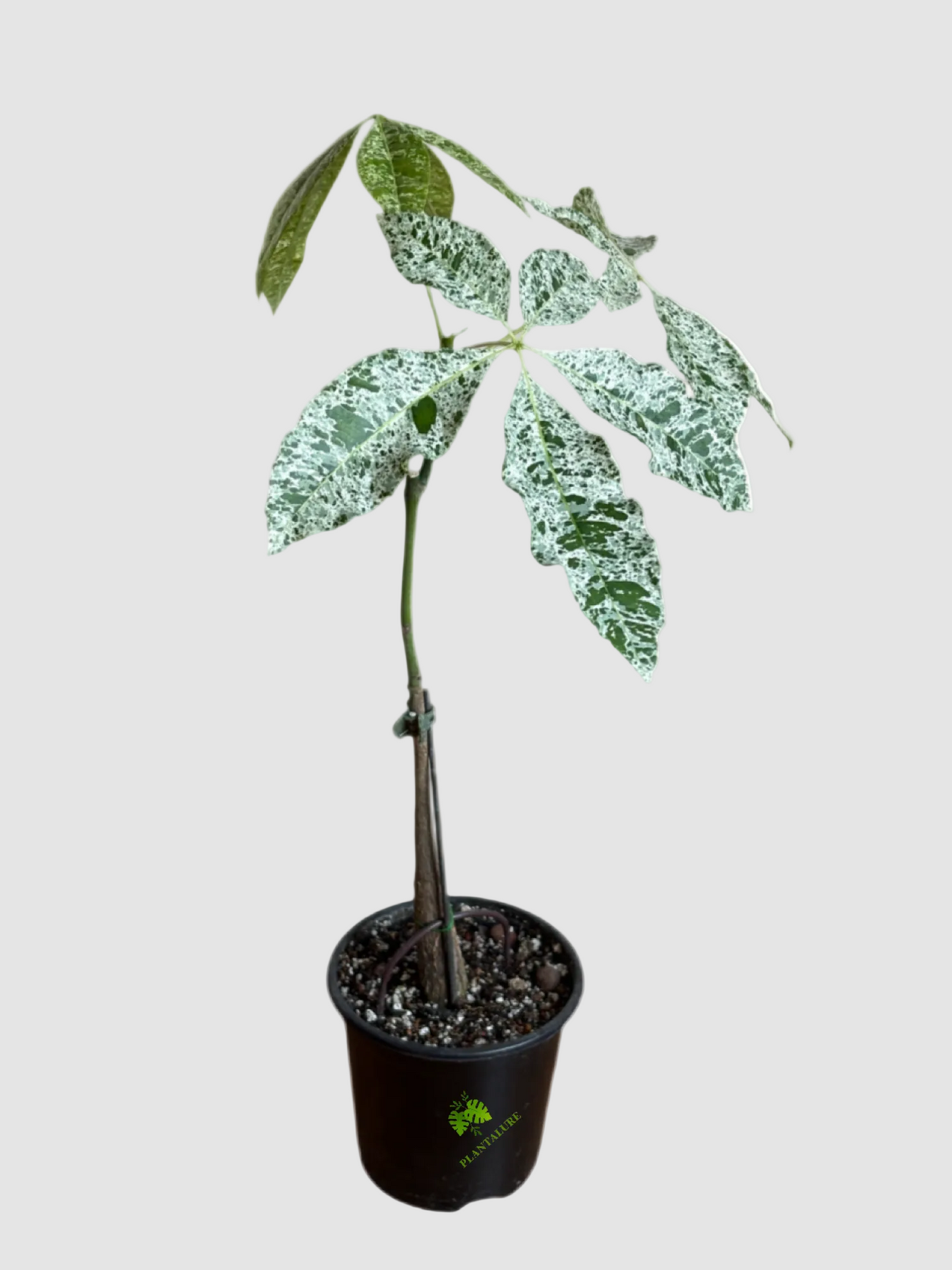 Money Tree Variegated (Pachira aquatica ‘Variegata’)