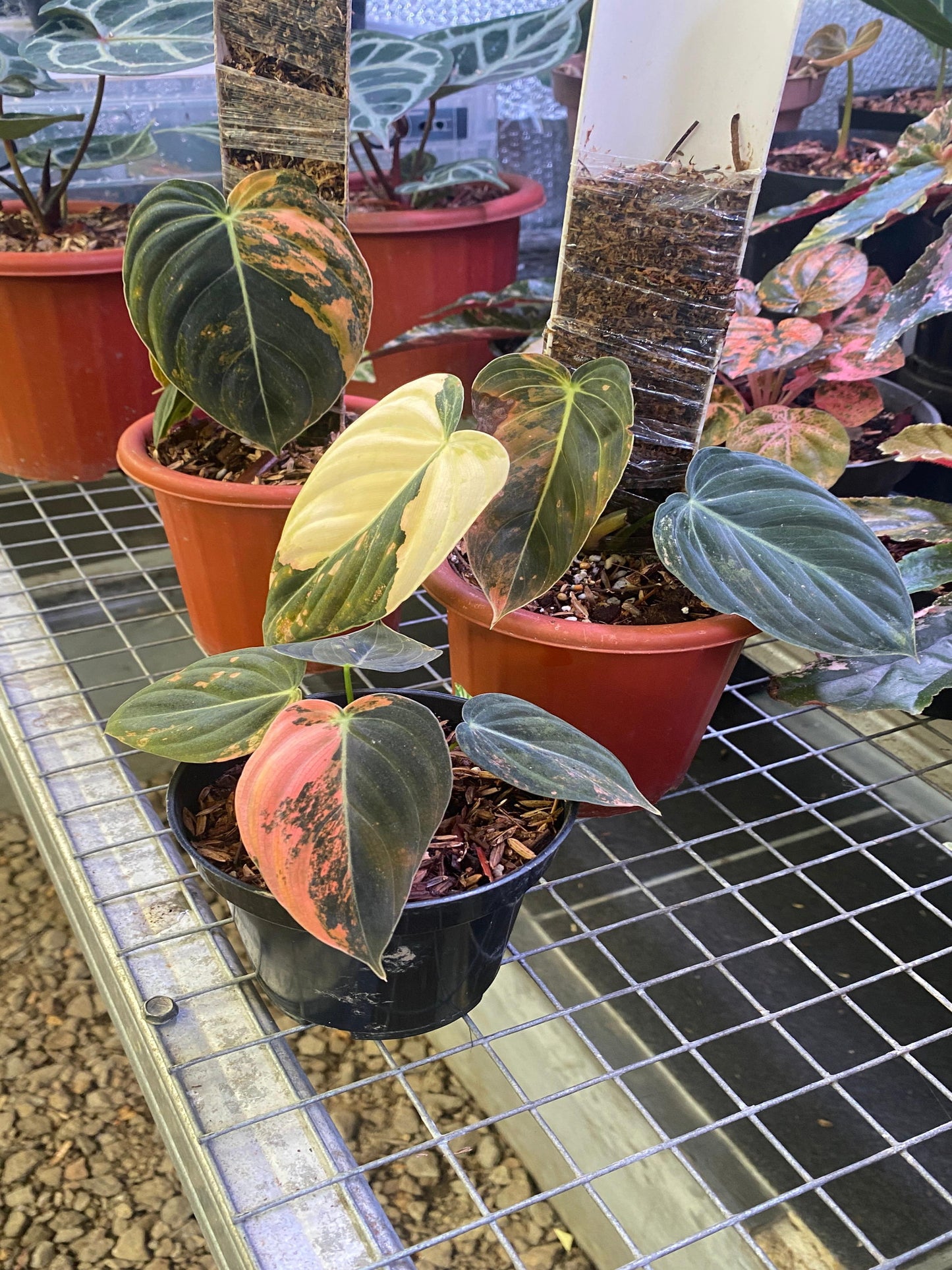 Philodendron Melanochrysum Orange Variegated