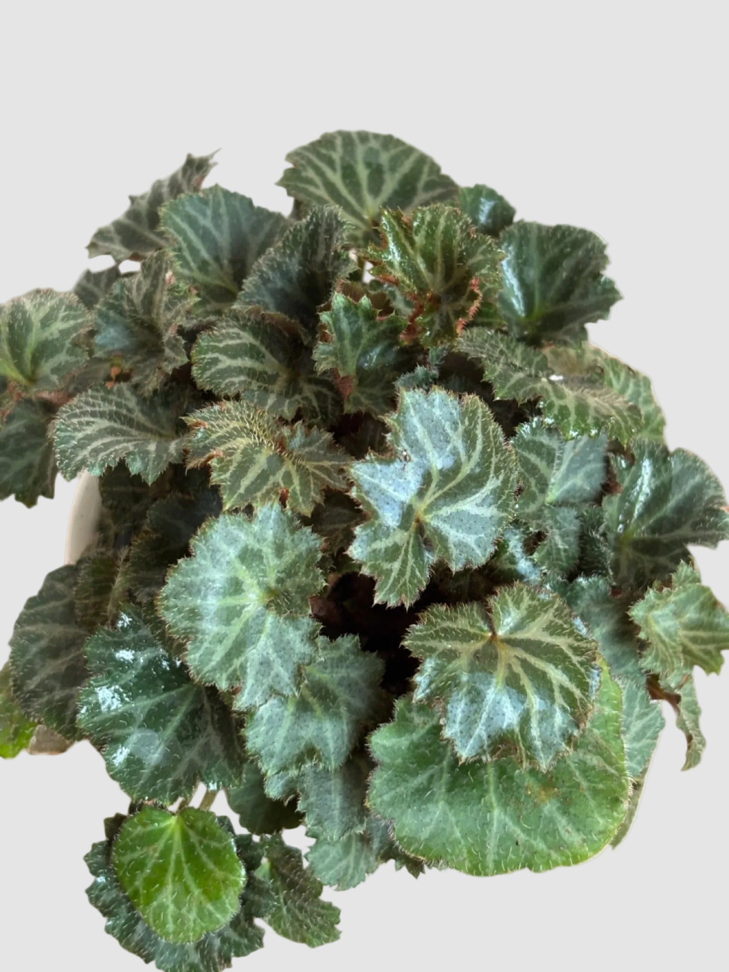 Begonia Strawberry