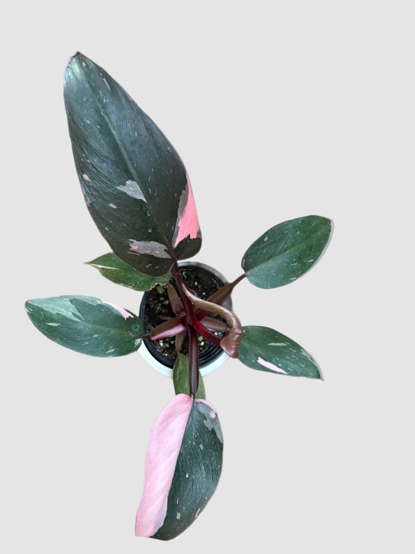 Philodendron Pink Princess