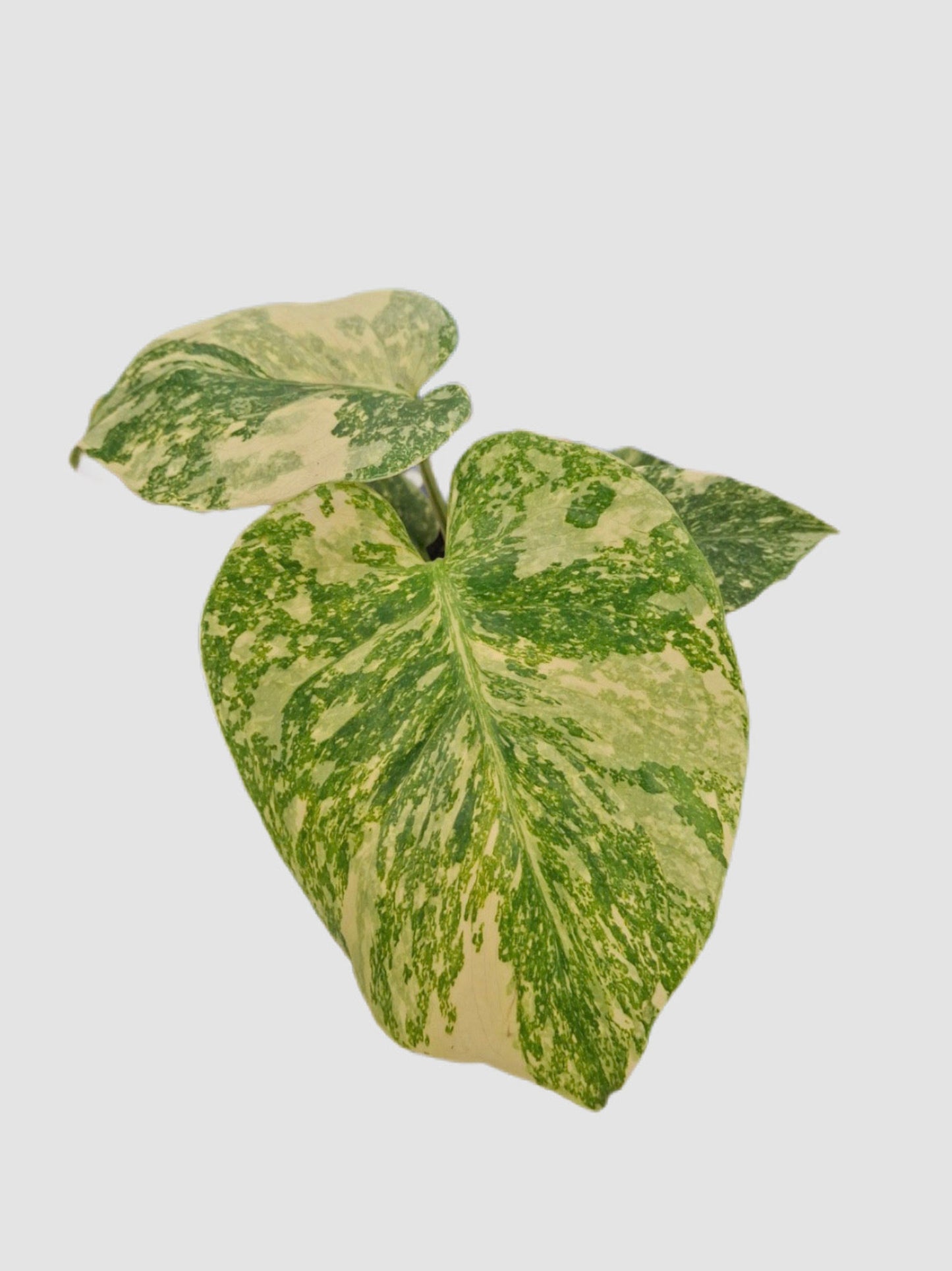 Monstera Deliciosa Starlight