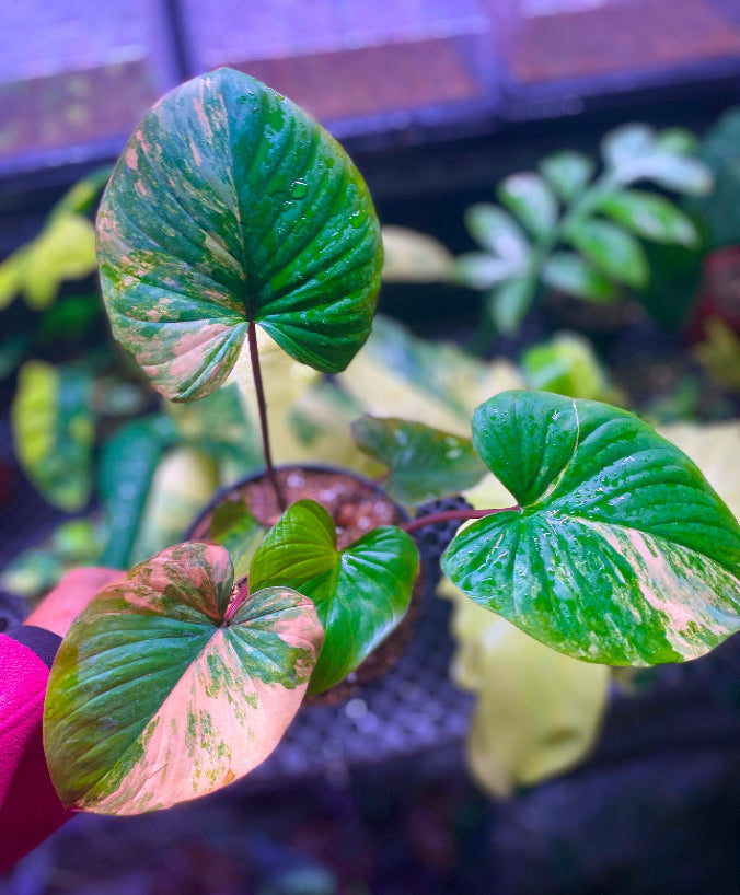 Homalomena Rubencens Pink