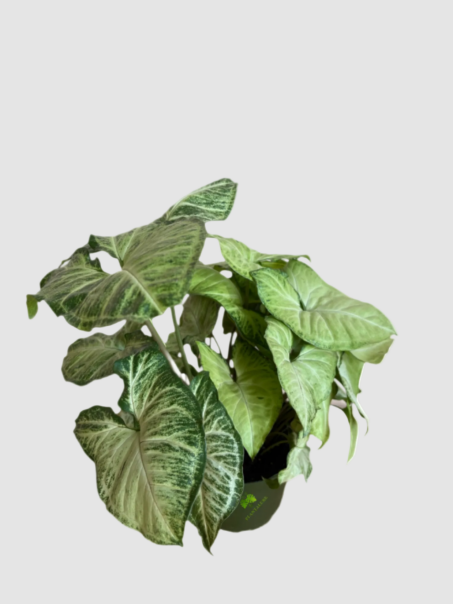 Syngonium White Butterfly