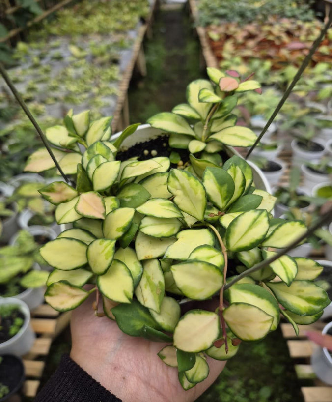 Hoya Heuschkeliana Variegated - Import Preorder