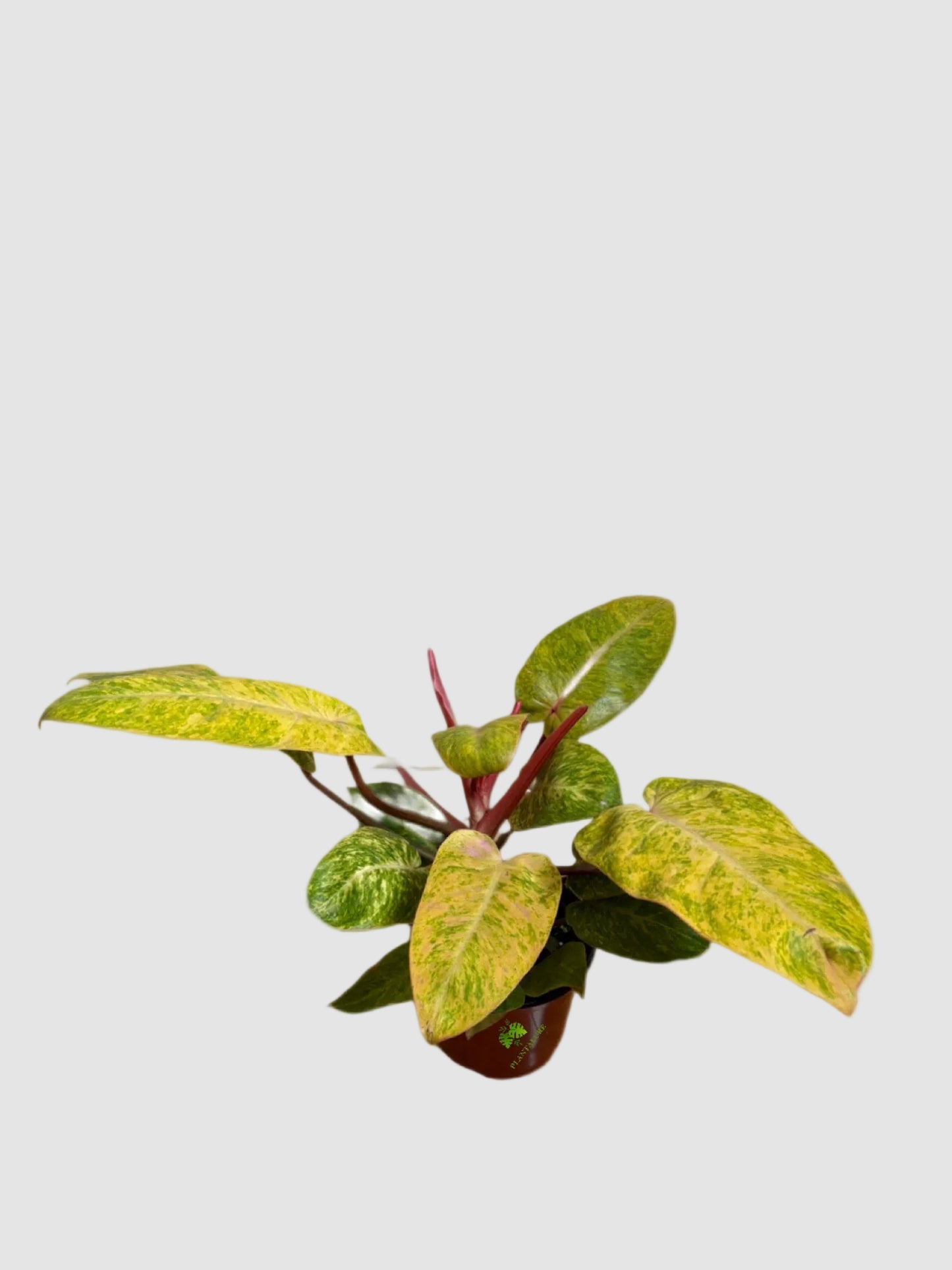 Philodendron Painted Lady 6" nursery pot – bright yellow-green variegated leaves, grown in Canada by Plantalure