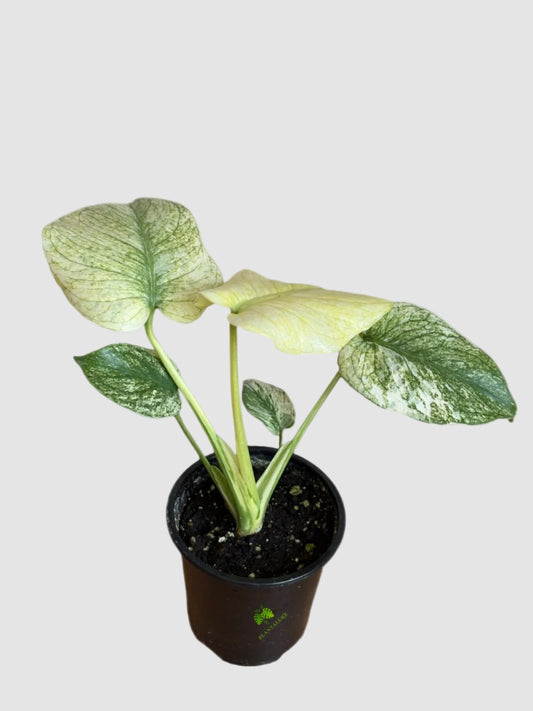 Monstera White Monster – Rare Variegated Collector Plant