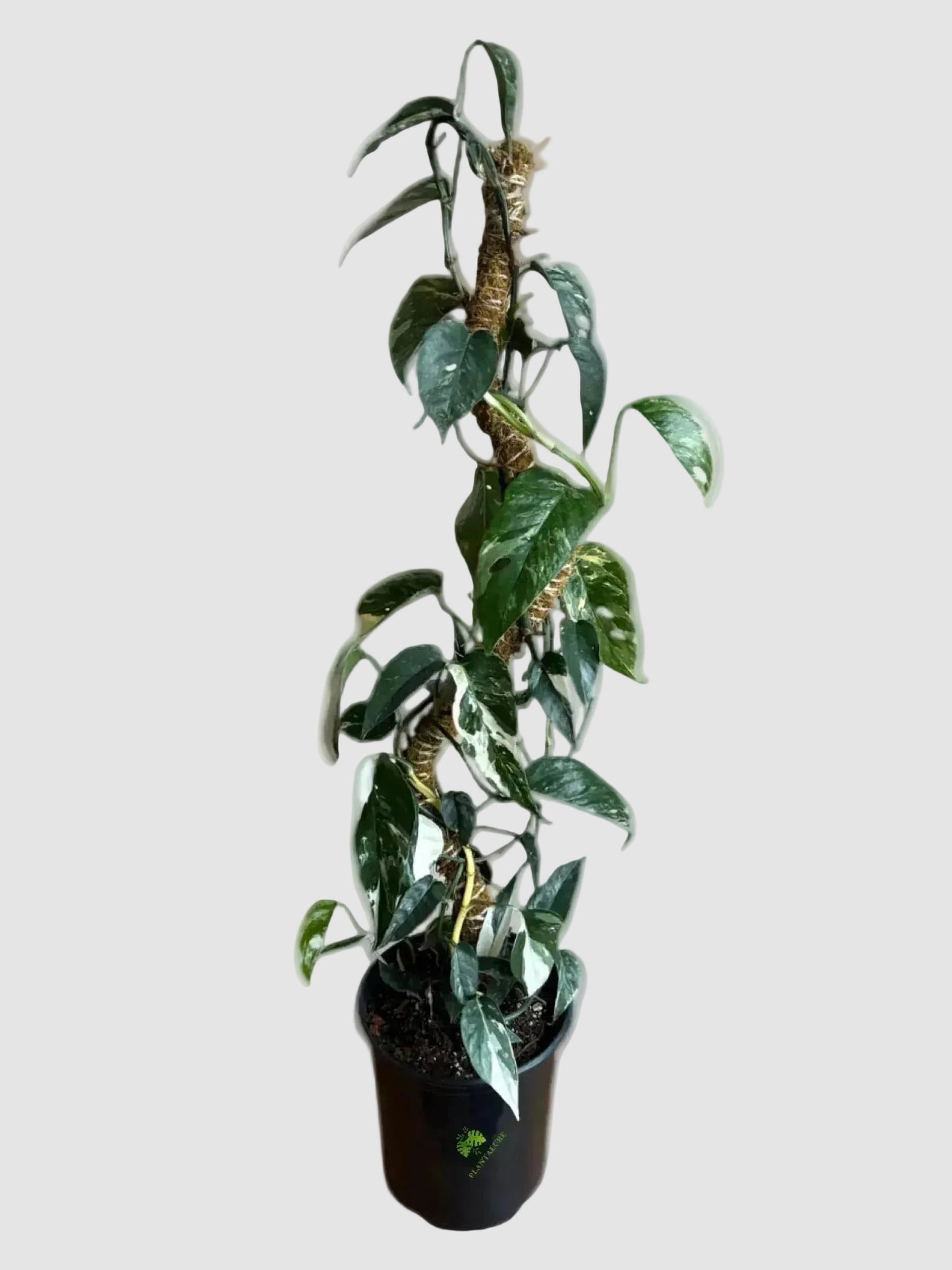 Epipremnum Pinnatum Totem