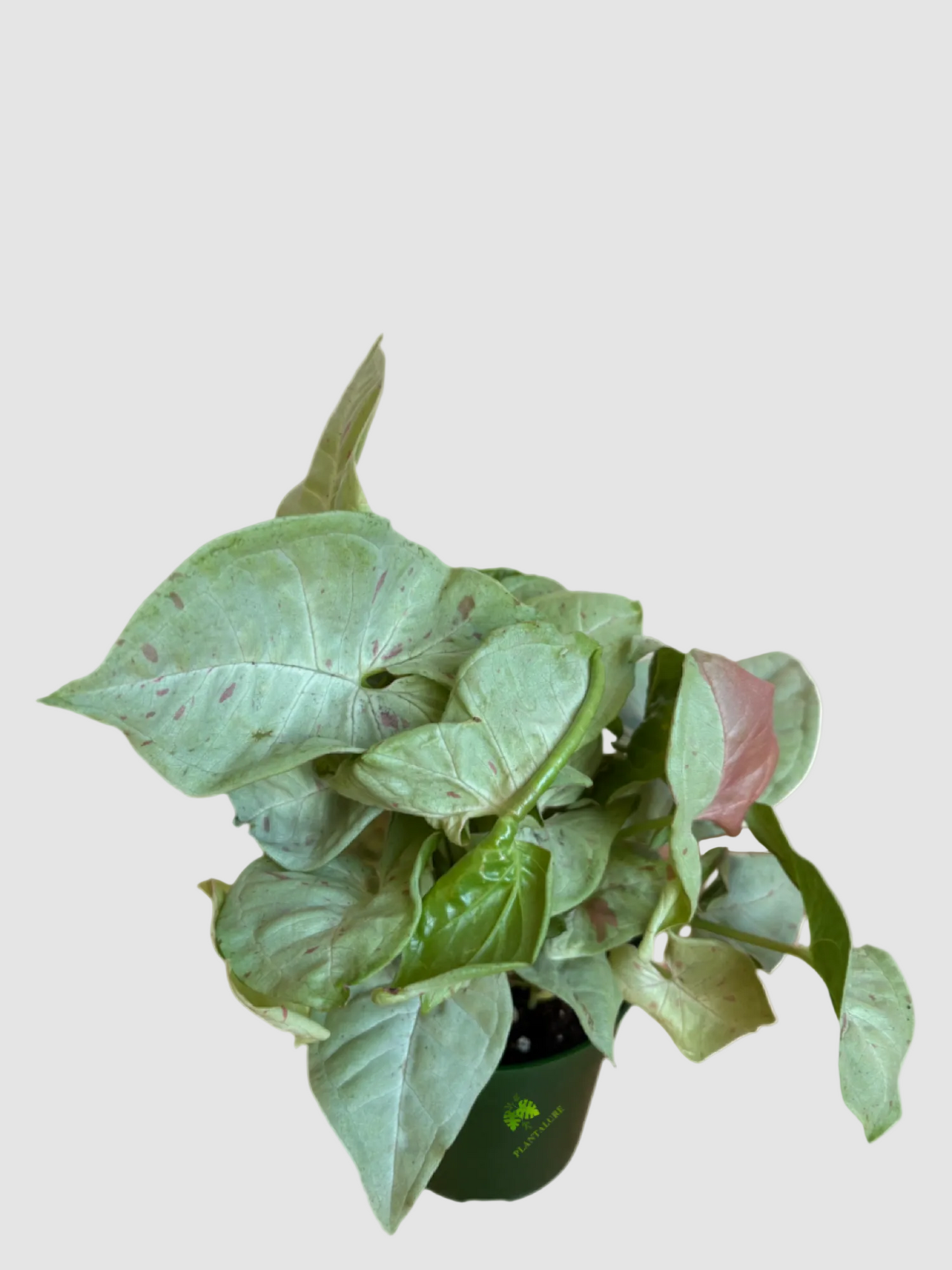 Syngonium Milk confetti