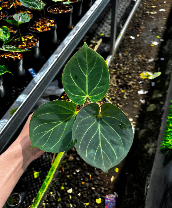 Anthurium King of Spades