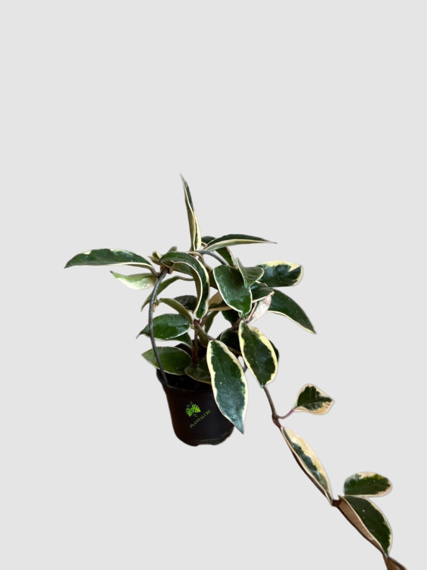 Hoya Carnosa - Krimson Queen