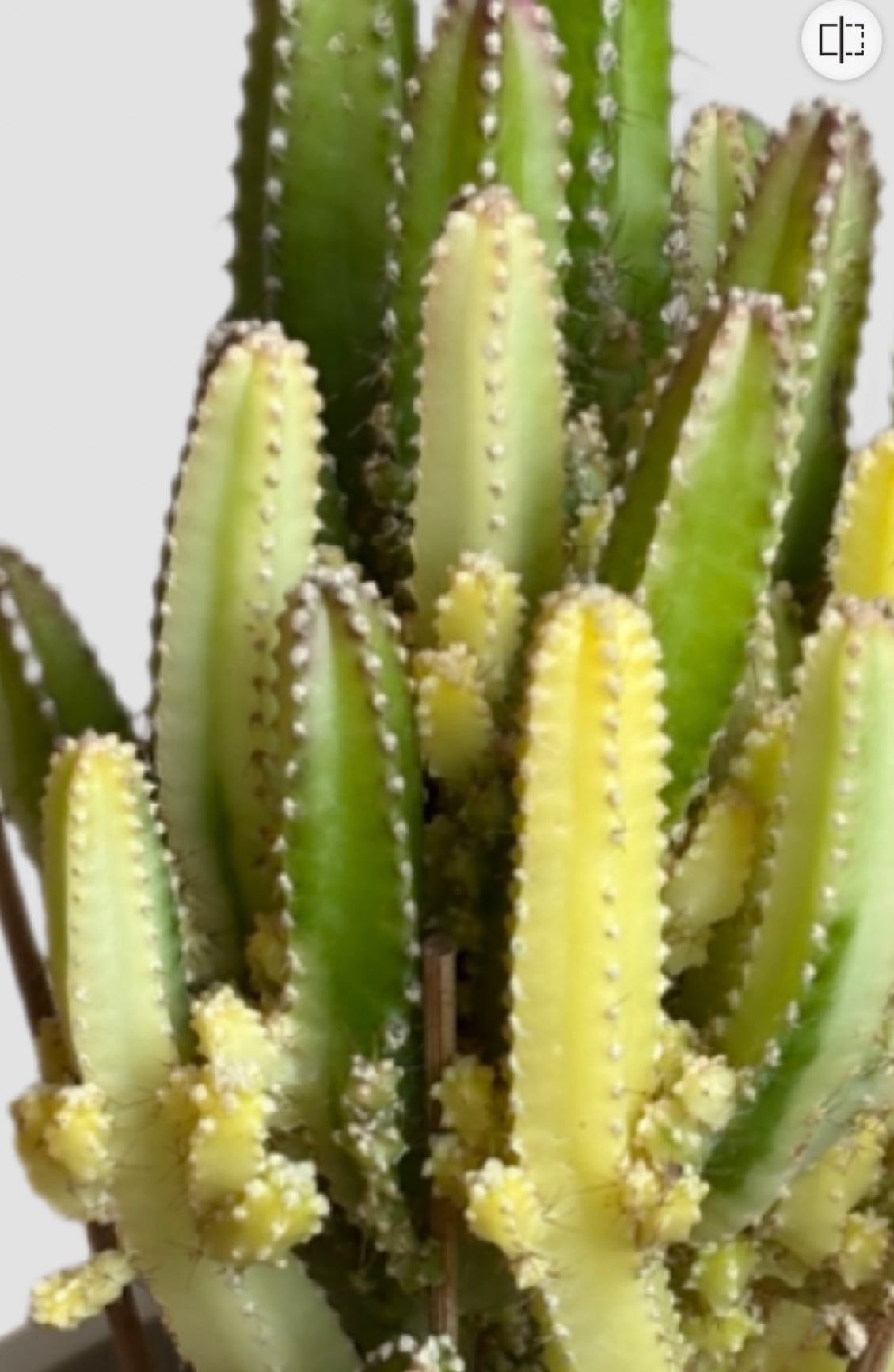 Variegated Fairy Castle Cactus