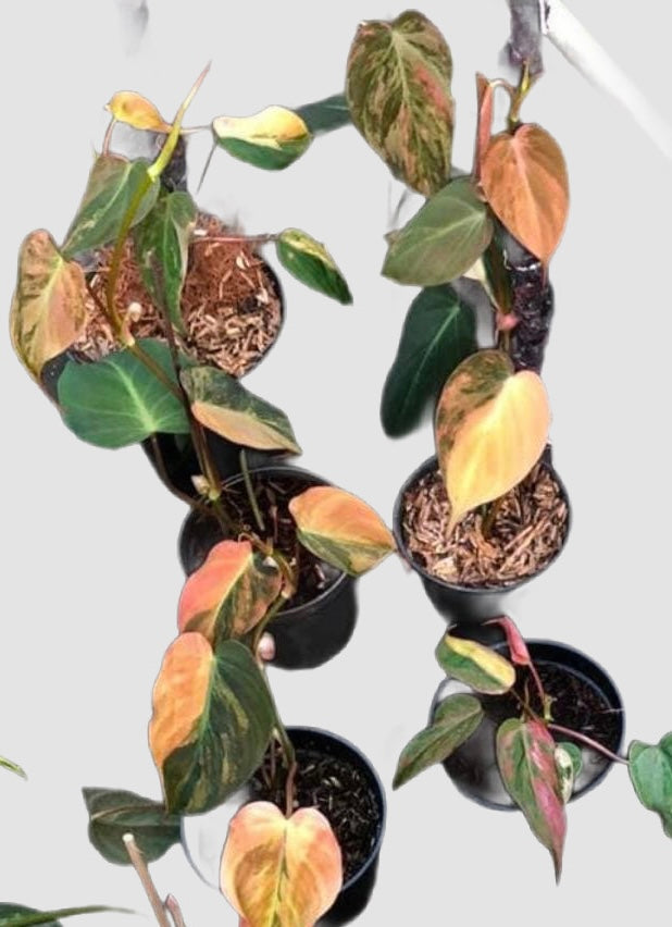 Philodendron Micans Variegated Pink