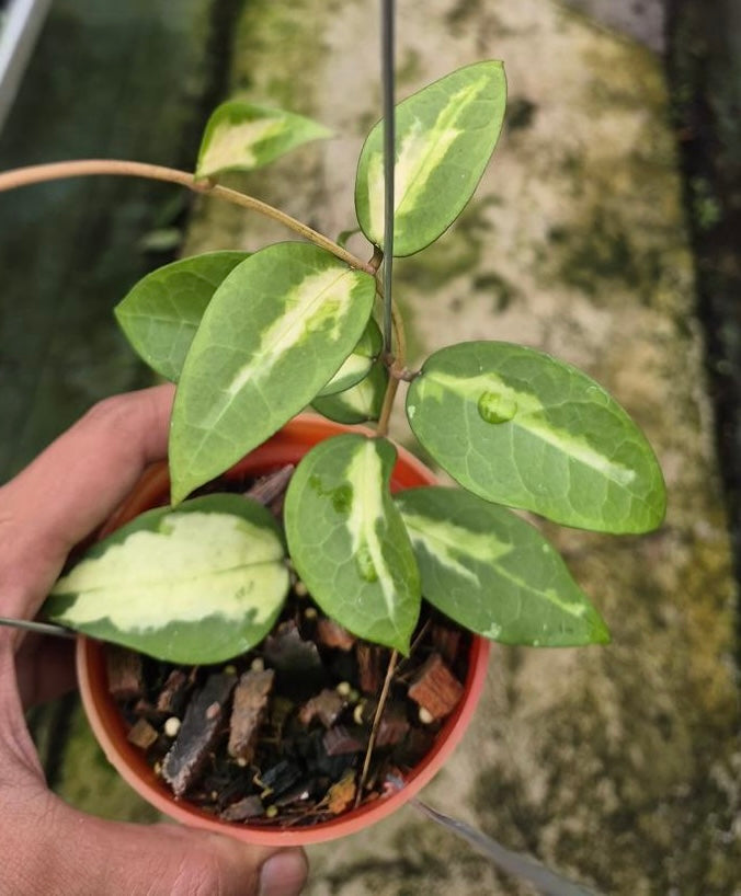 Verticillata Panglai Inner Variegated