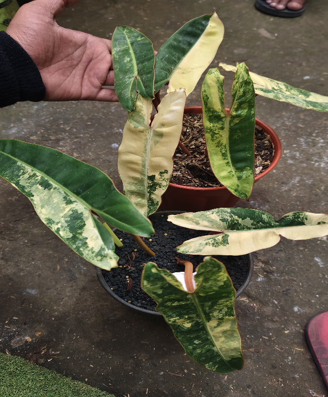 Philodendron Billietiae Variegated - Import Preorder