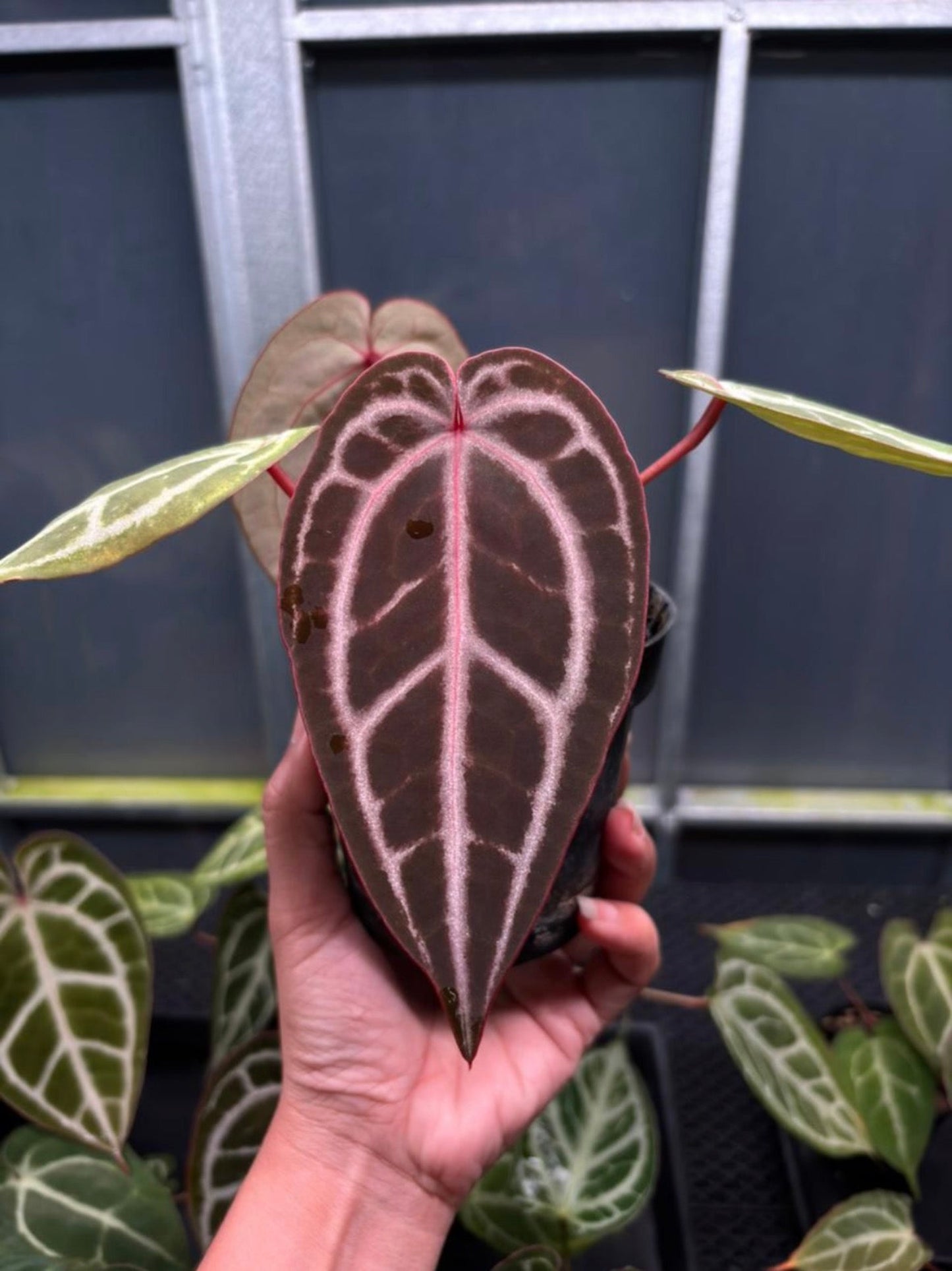 Anthurium Red Crystallinum × Michelle with red emergent leaf, silver veining, and dark green velvet foliage- Plantalure