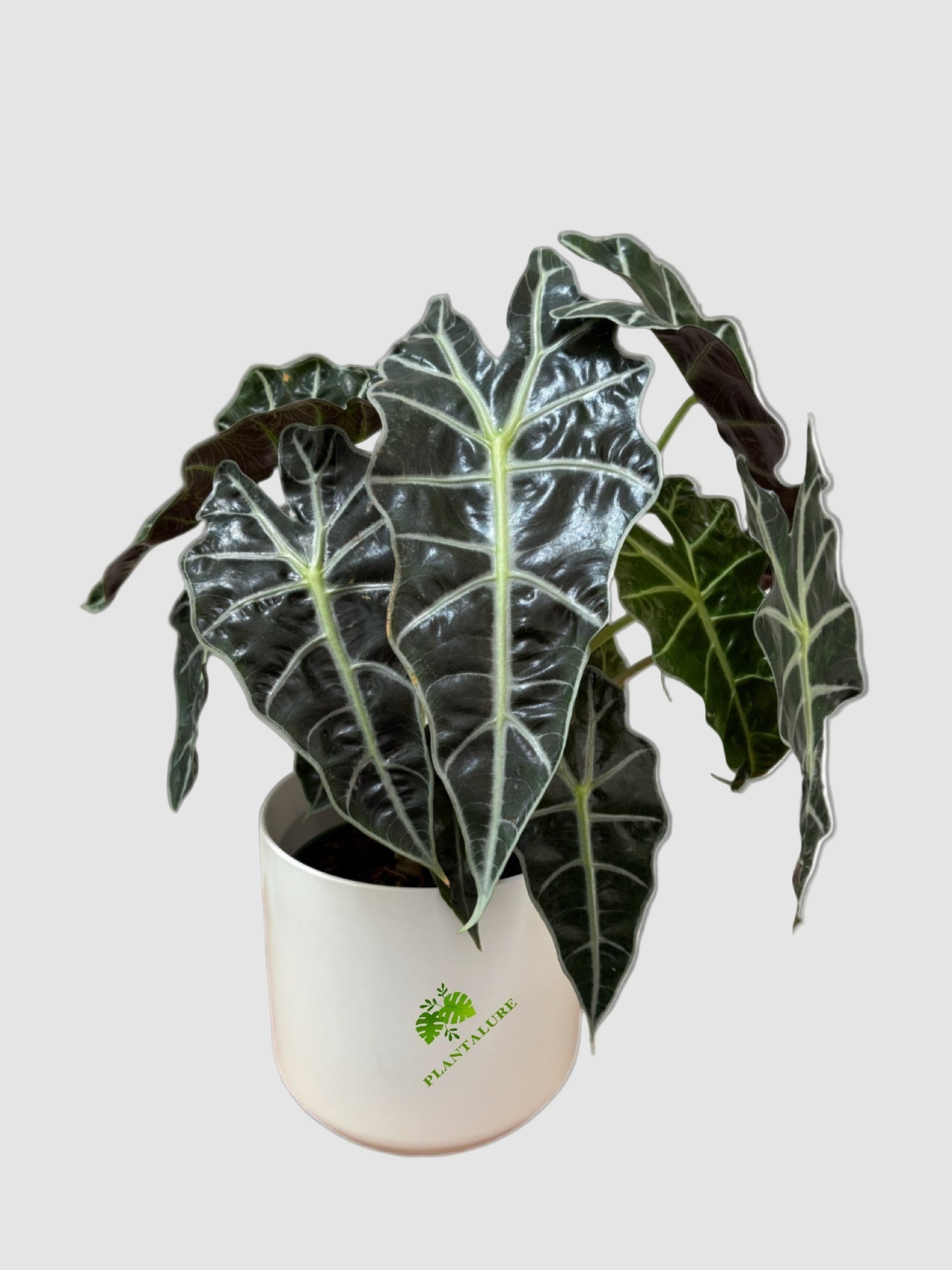 Alocasia Polly