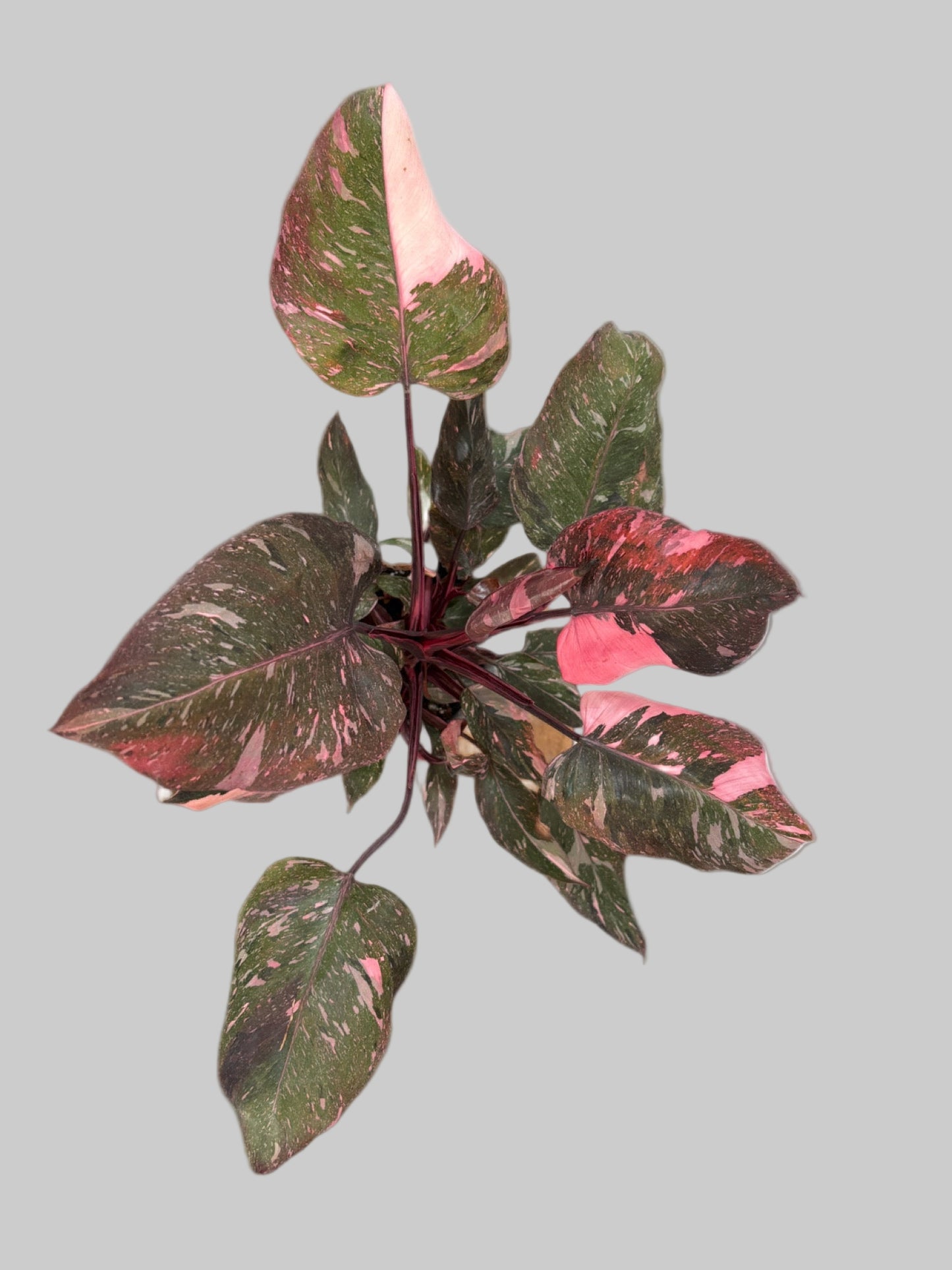 Philodendron Pink Princess Marble Galaxy