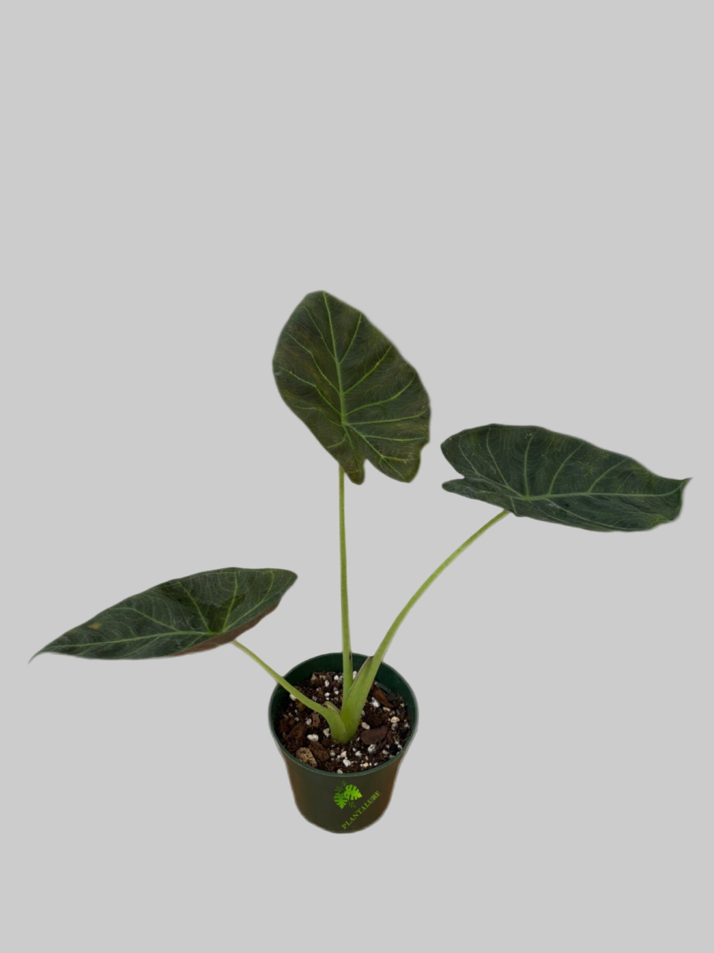 Alocasia Regal Shield