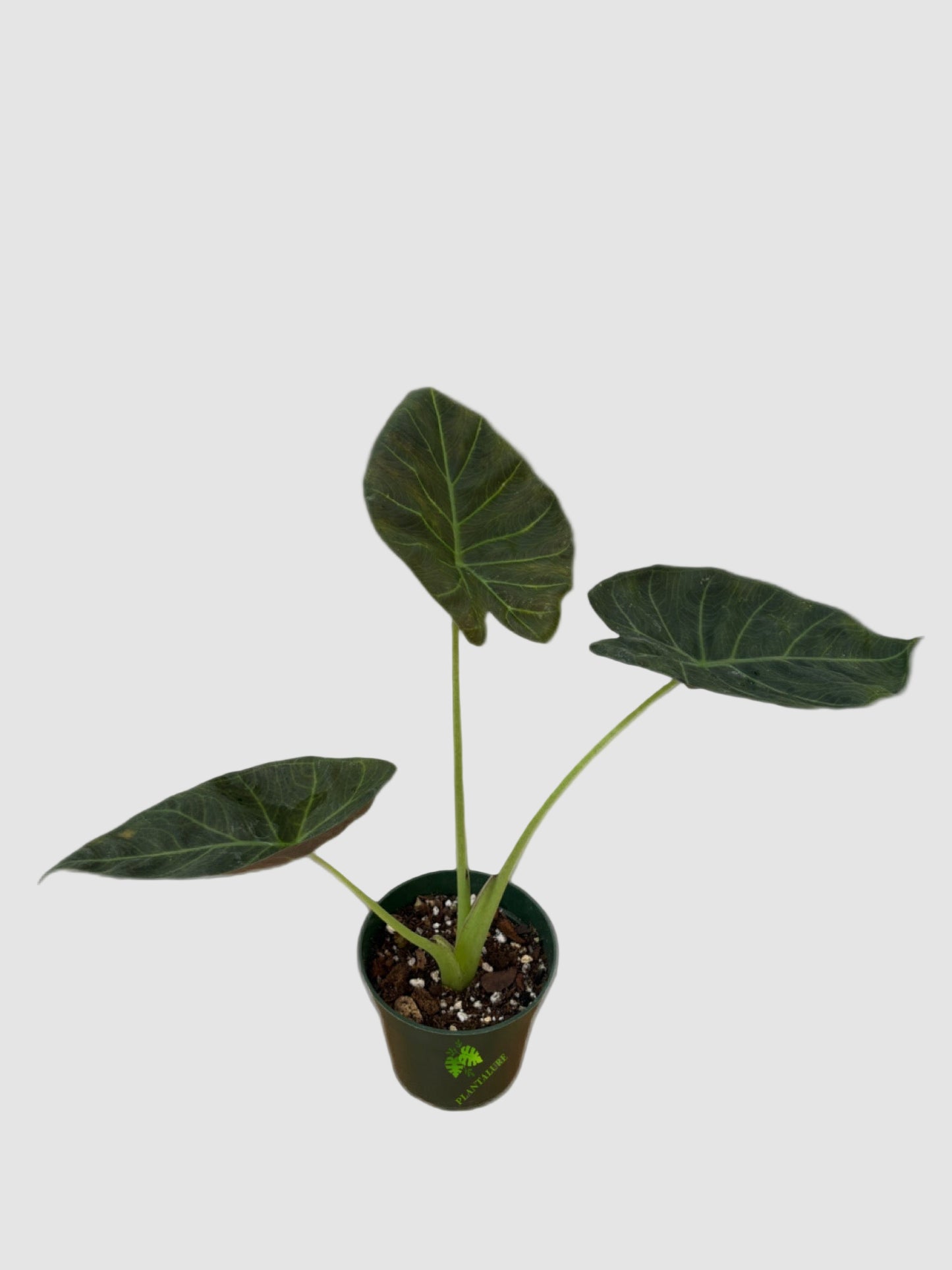 Alocasia Regal Shields – Large Velvet Shield Elephant Ear Plant