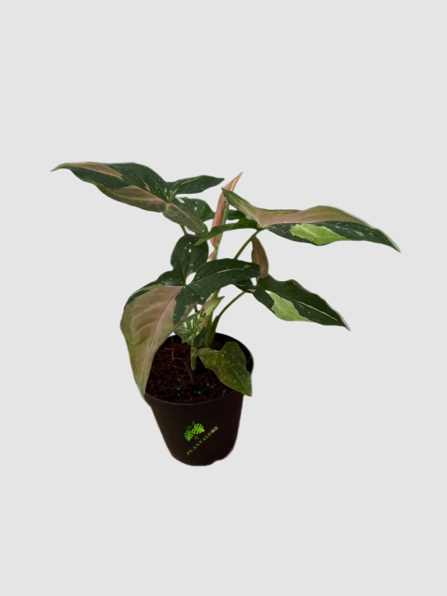 Syngonium Tricolor Red Spot – Rare Variegated Arrow Plant