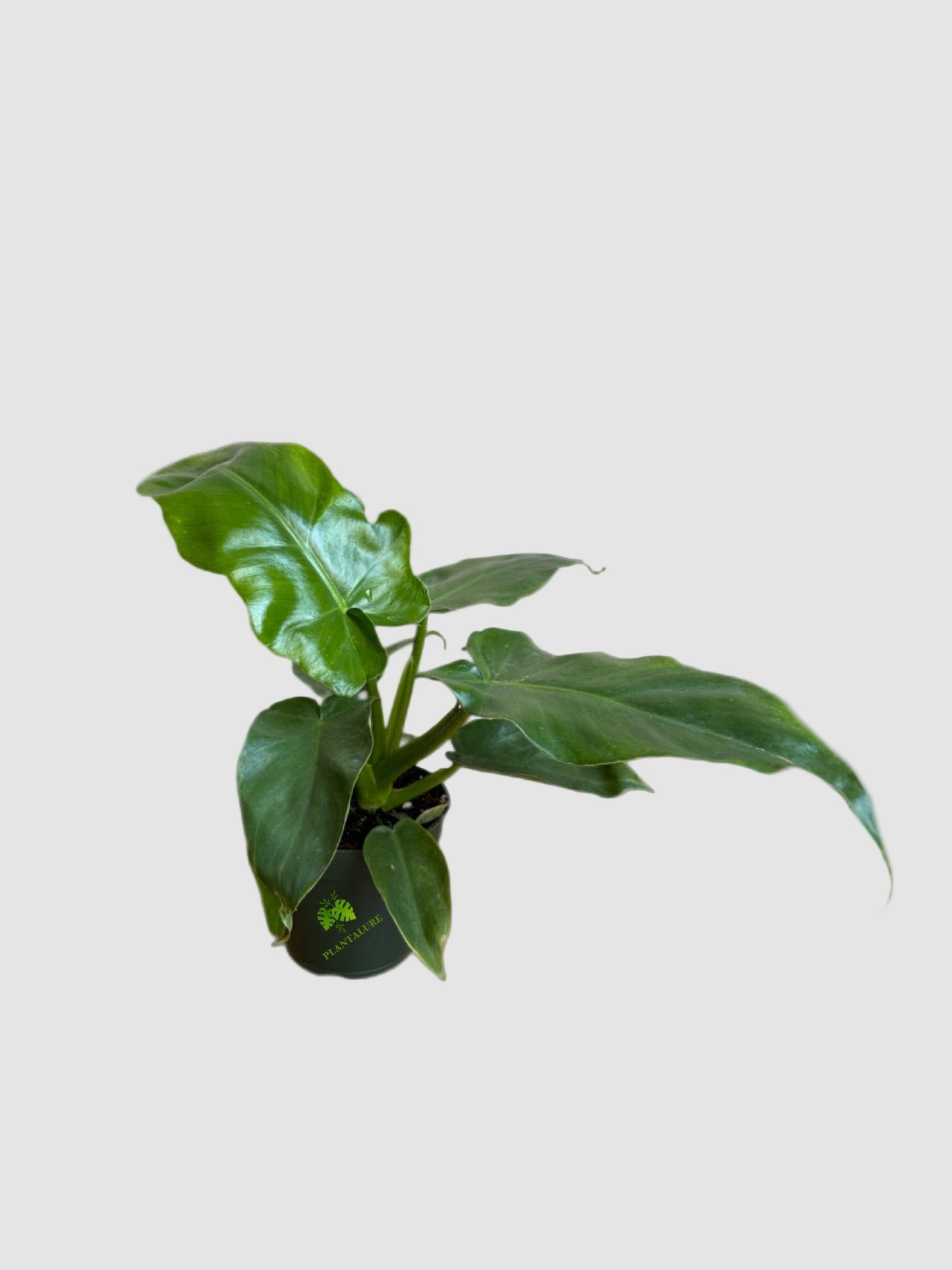 Philodendron Bob Cee – Rare Frilled Leaf Collector Plant