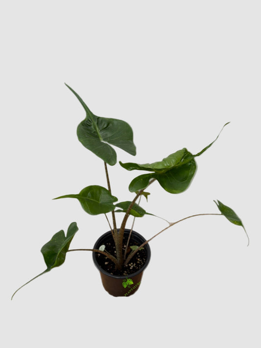 Alocasia Stingray – Unique Tropical Indoor Plant