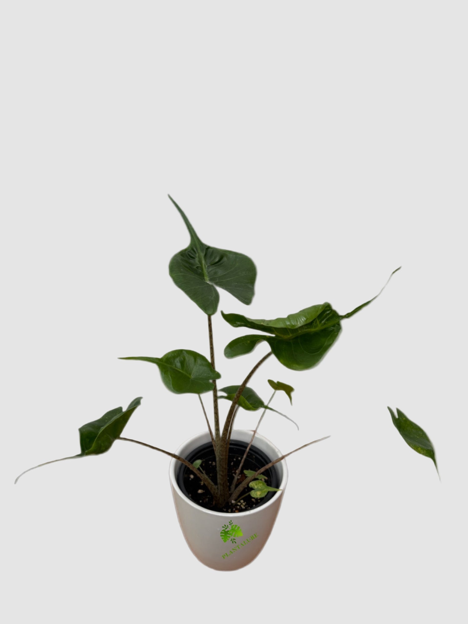 Alocasia Stingray Canada | Unique Tropical Houseplant
