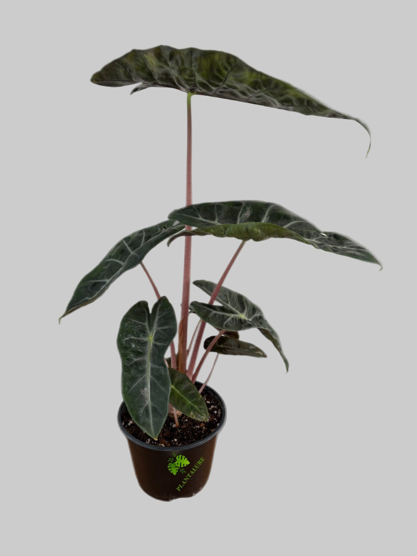 Alocasia Pink Dragon