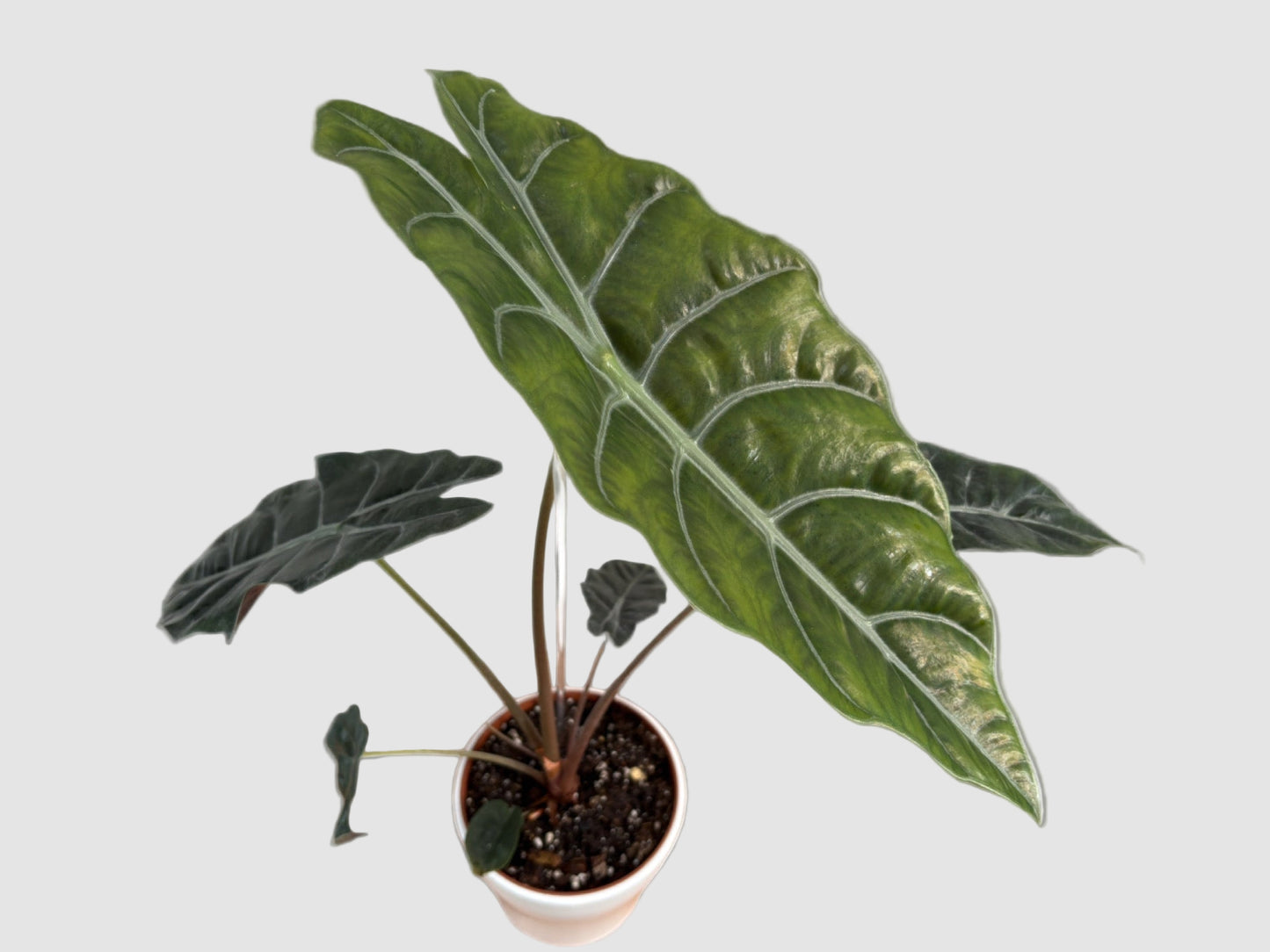 Alocasia Chiantieri