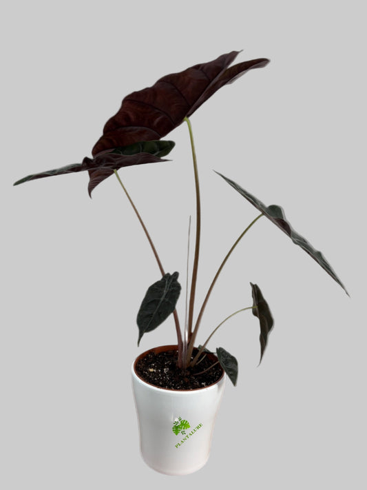 Alocasia Chiantieri