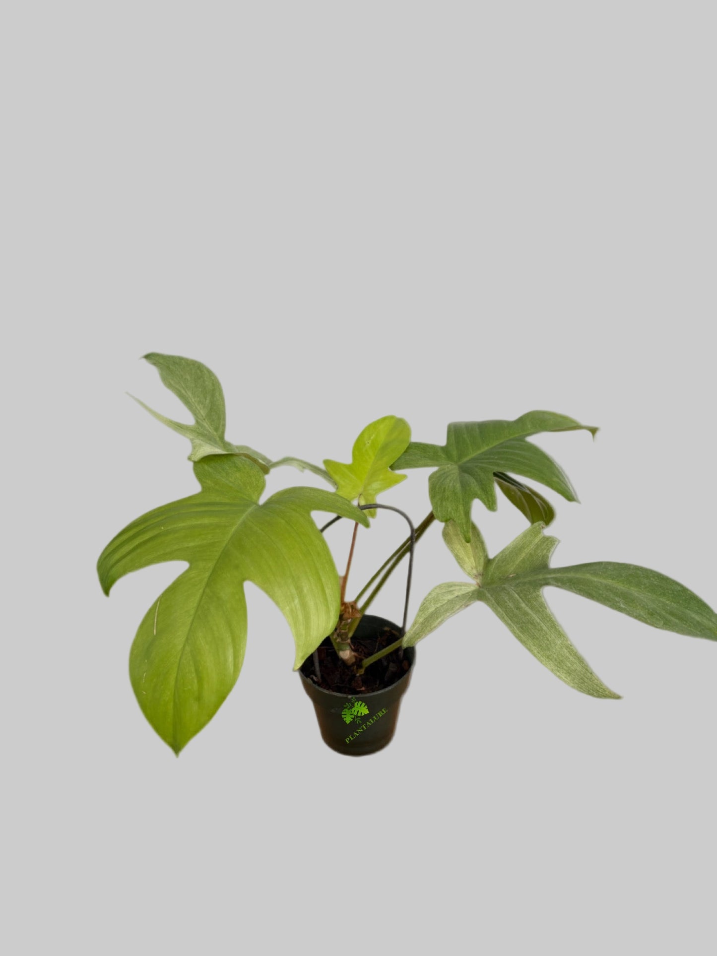 Philodendron Florida Ghost