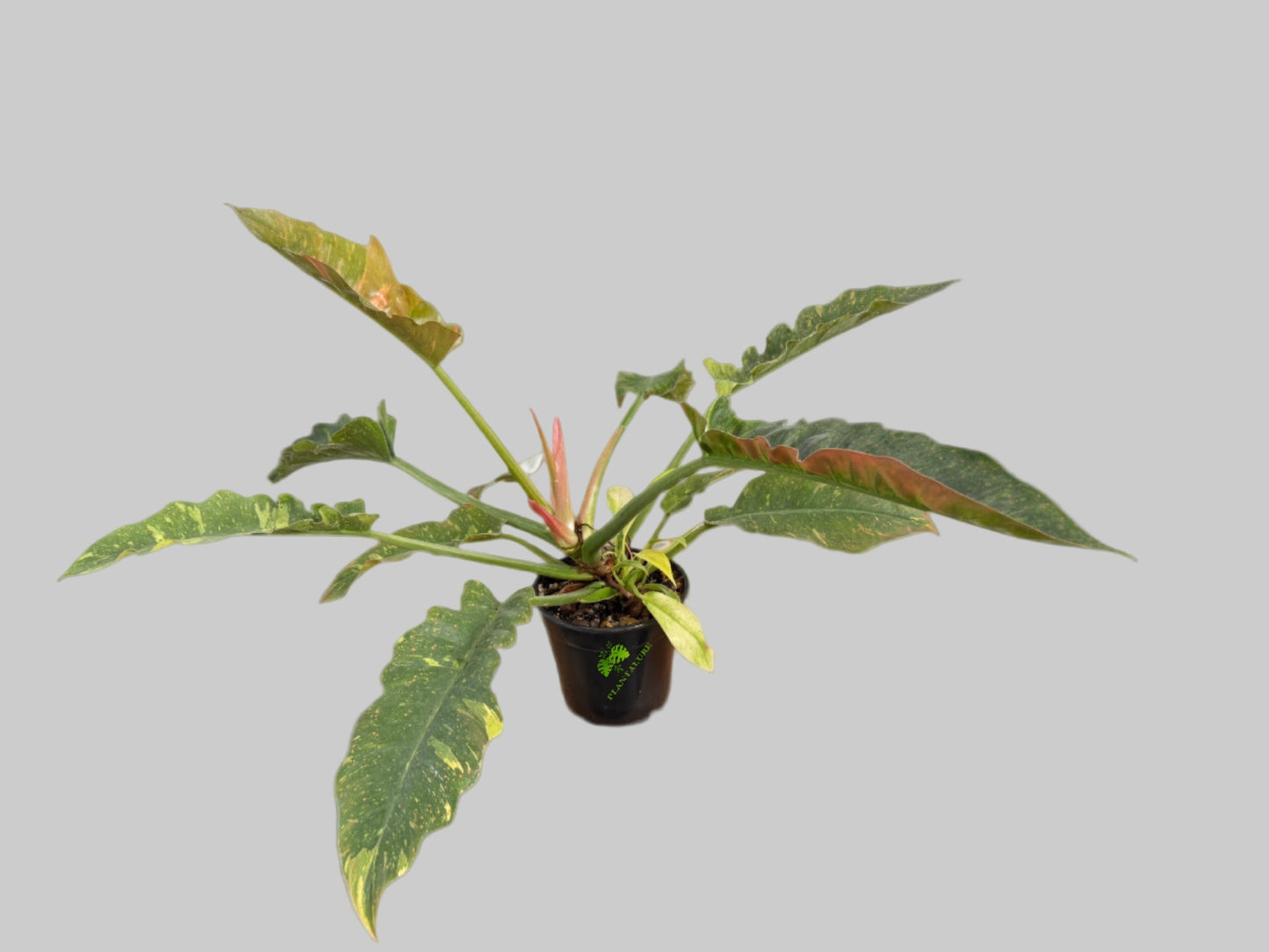 Philodendron Ring of Fire