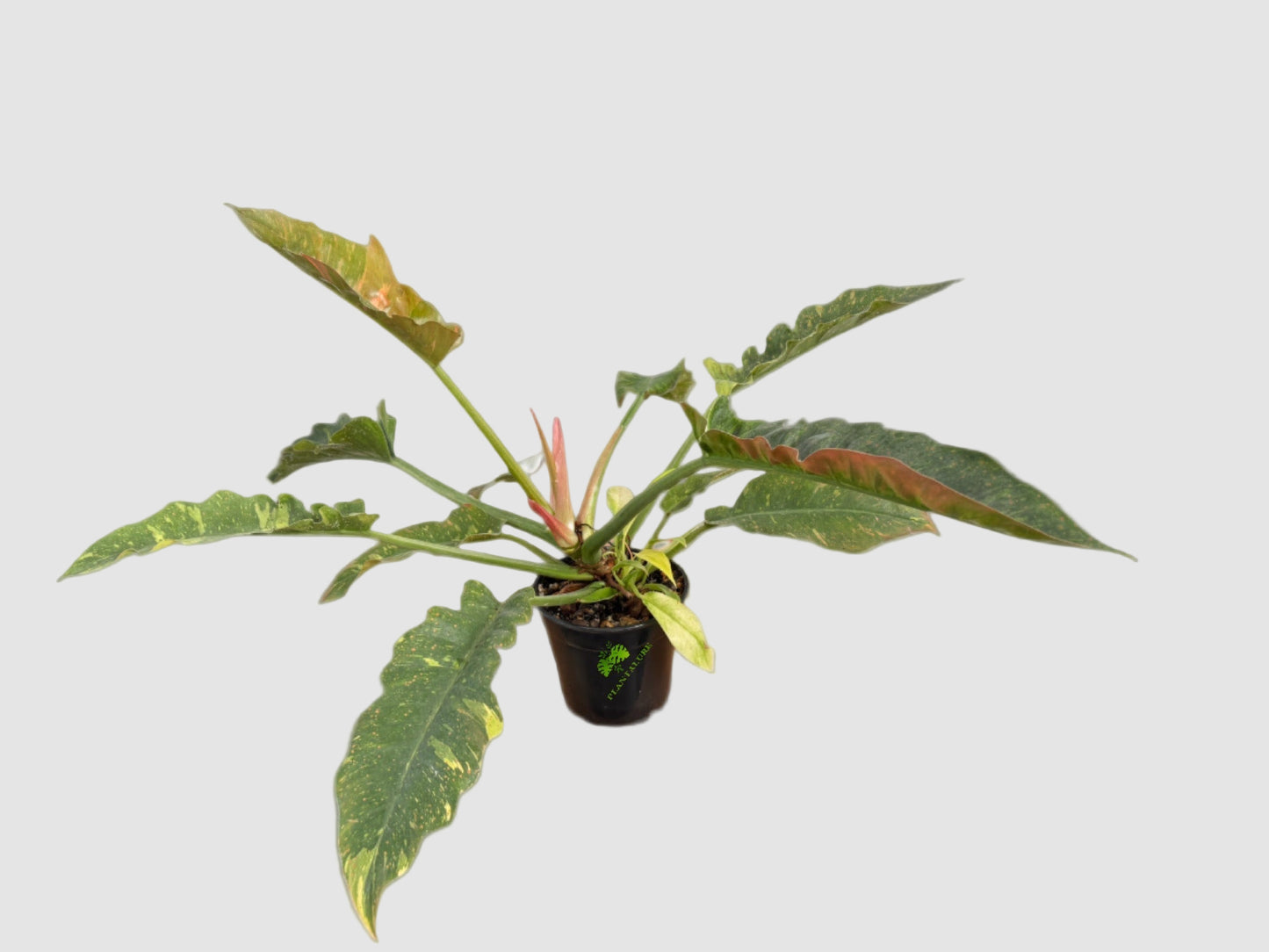 Philodendron Ring of Fire – Rare Variegated Collector Plant