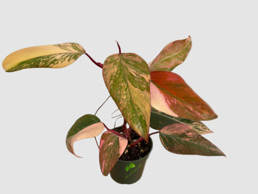 Philodendron Strawberry Shake – Rare Variegated Collector Plant